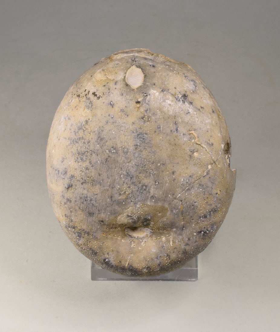 Group of three Echinocorys echinoids - 8