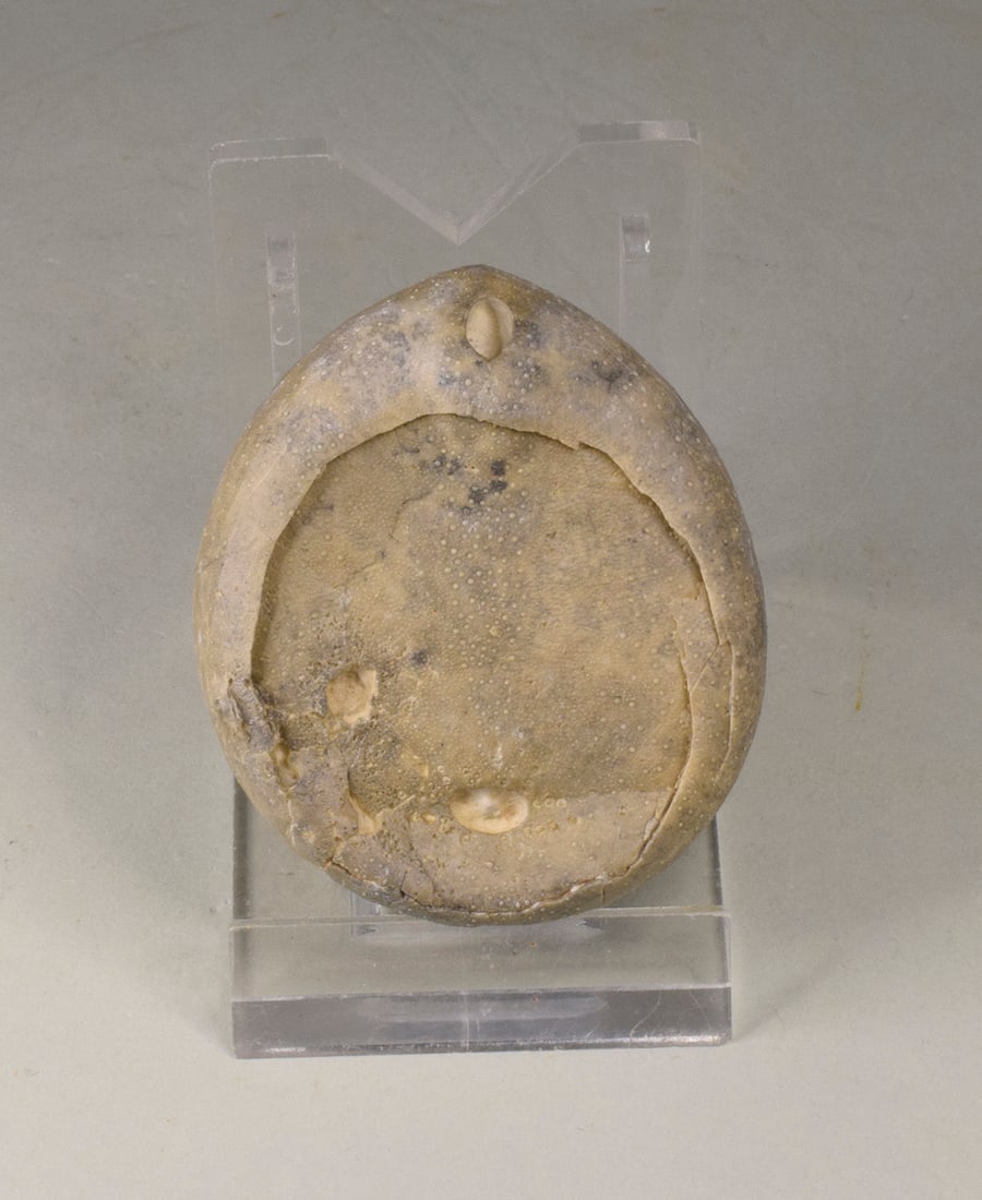 Group of three Echinocorys echinoids - 9