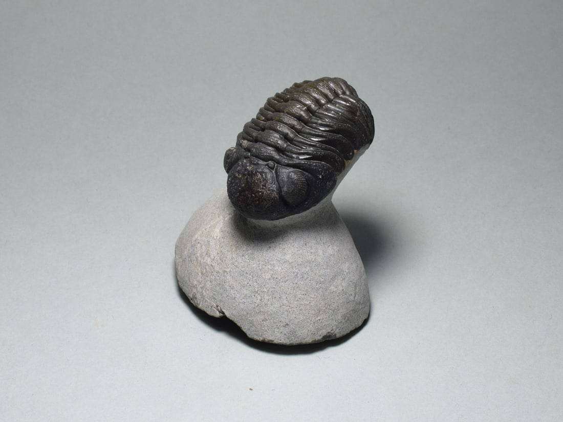 Fine trilobite - Barrandeops sp. - 2