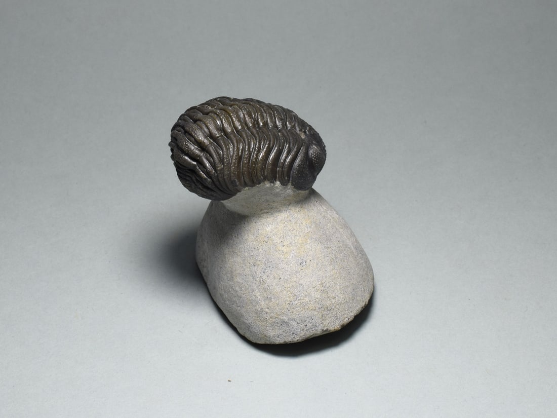 Fine trilobite - Barrandeops sp. - 4