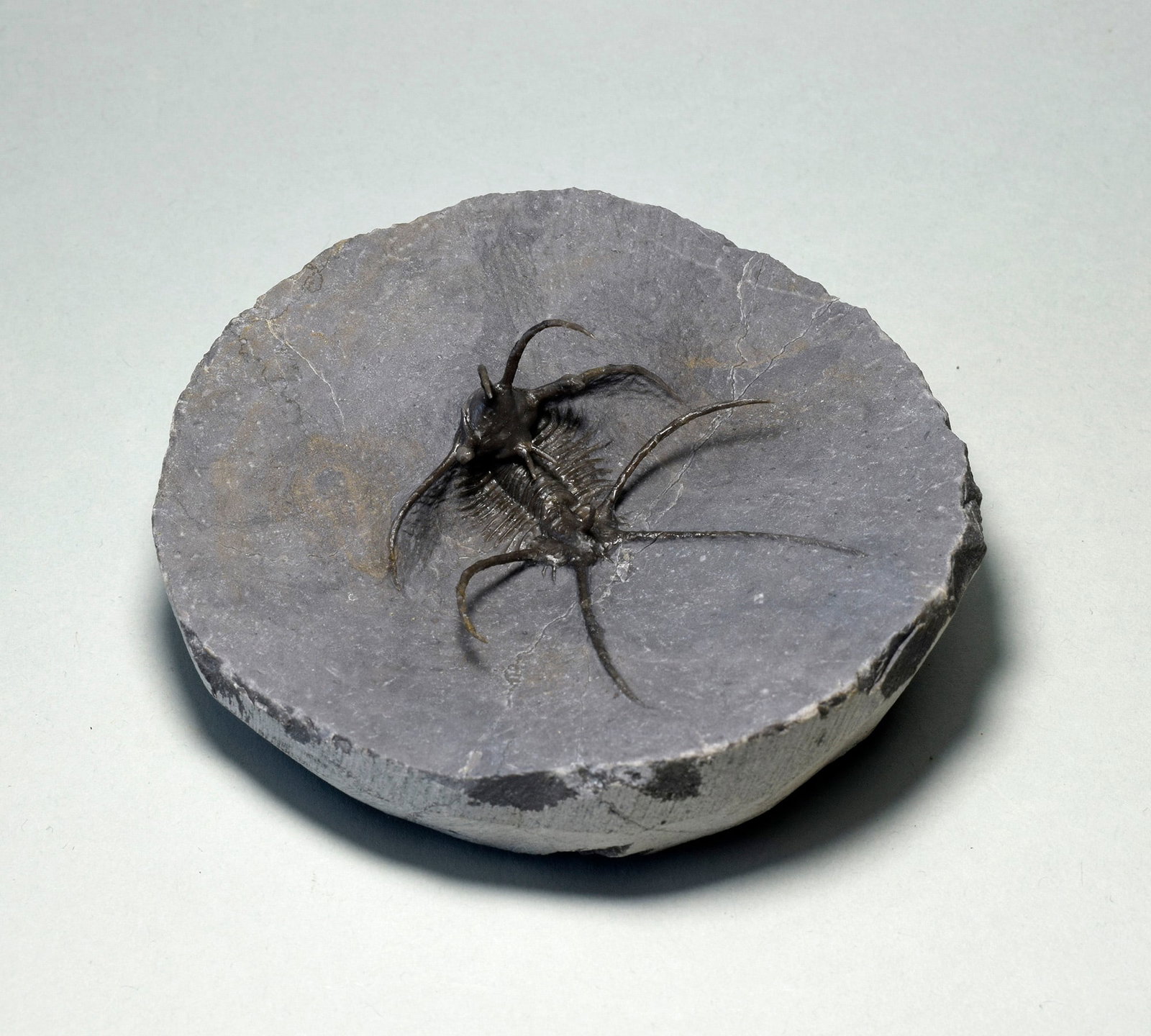 Spiny trilobite Ceratarges aff. koumalii - 8