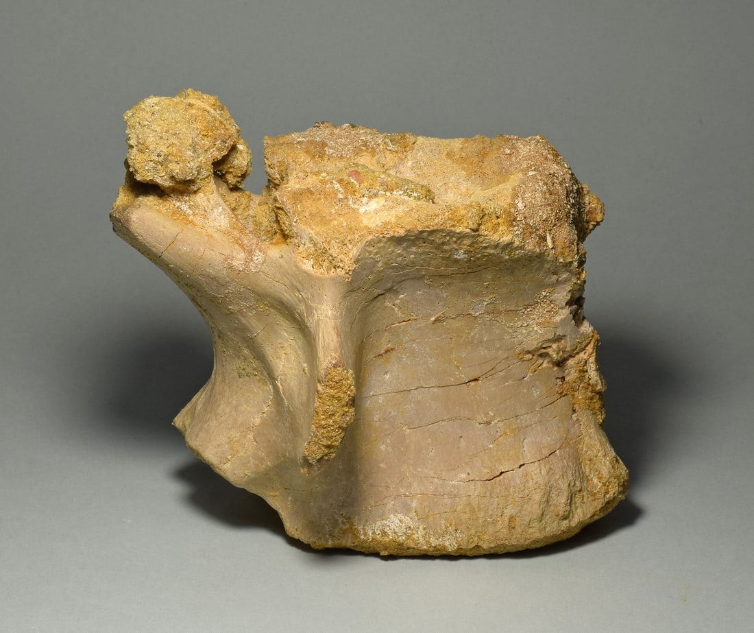 Beautiful 13.5 cm vertebra of a dinosaur - Carcharodontosaurus saharicus: Title: Beautiful 13.5 cm vertebra of a dinosaur - Carcharodontosaurus saharicusOrigin: MoroccoSize: 13.5 x 12 cmDescription: Species: Carcharodontosaurus saharicus Age: Cretaceous, Cenomanian