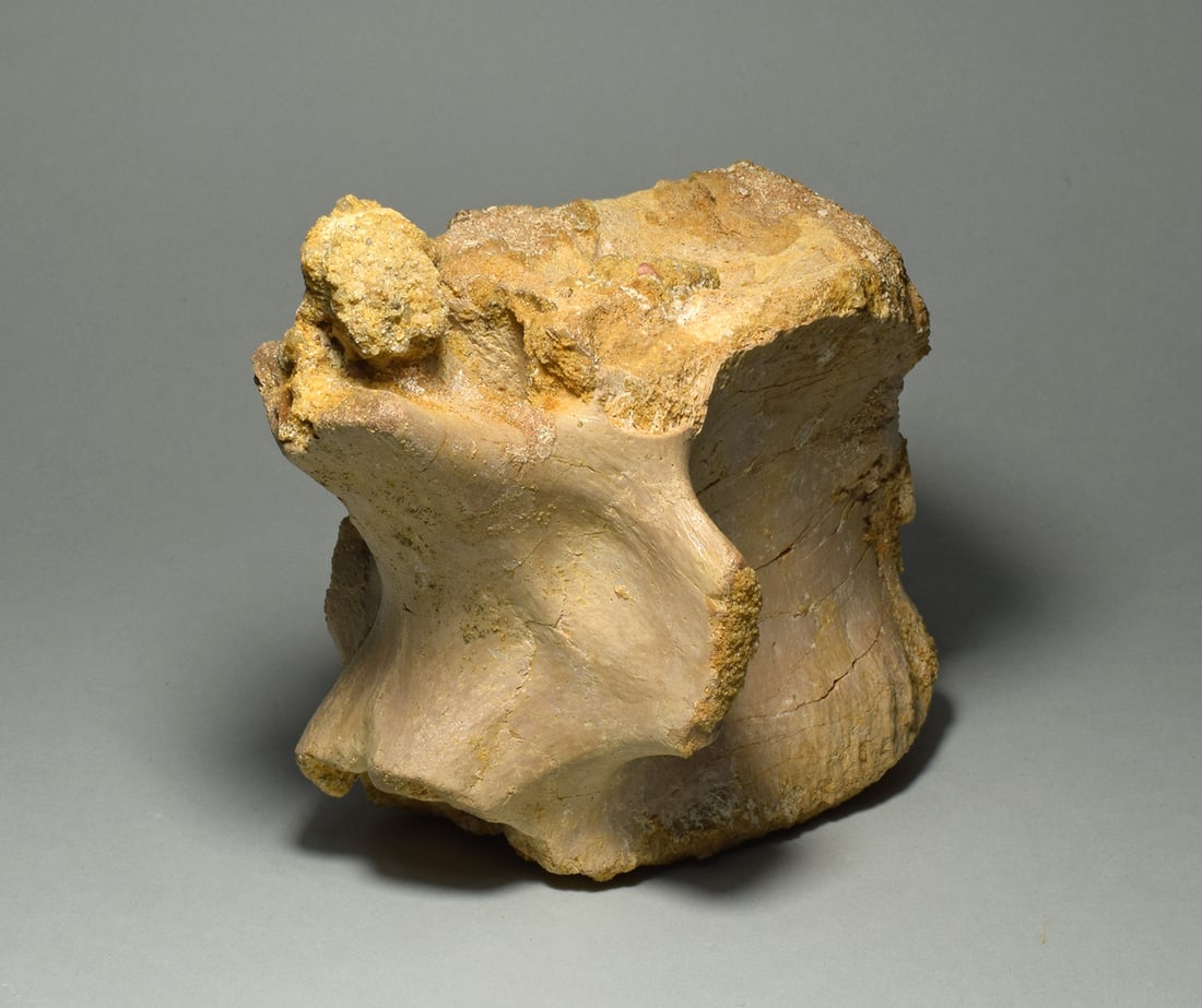 Beautiful 13.5 cm vertebra of a dinosaur - Carcharodontosaurus saharicus - 2