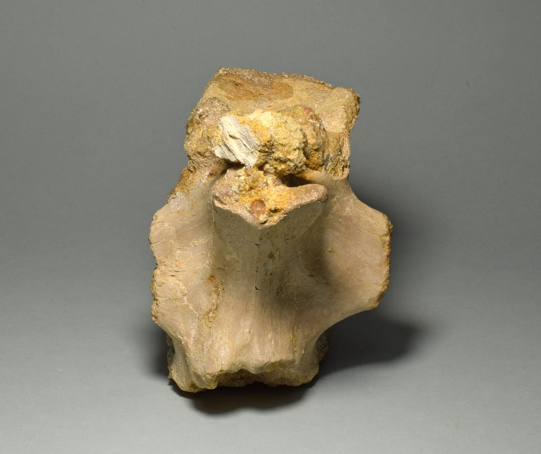 Beautiful 13.5 cm vertebra of a dinosaur - Carcharodontosaurus saharicus - 3