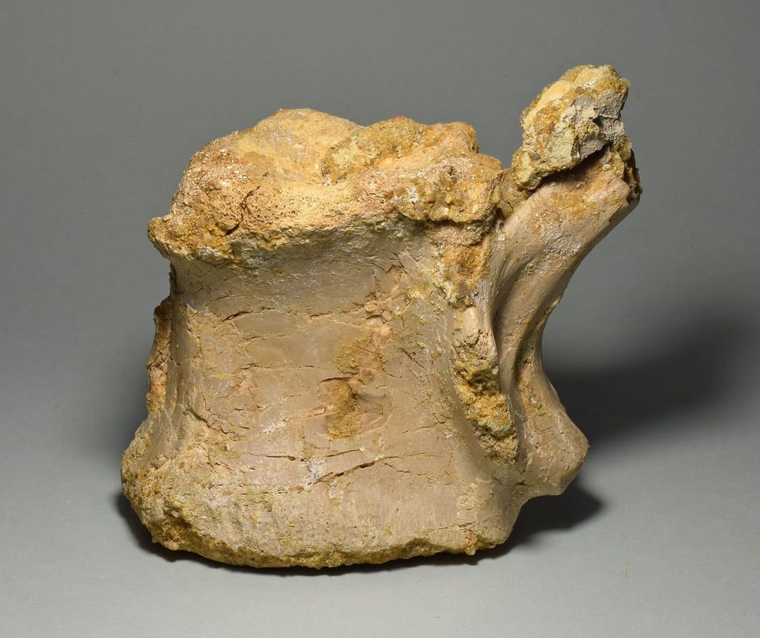 Beautiful 13.5 cm vertebra of a dinosaur - Carcharodontosaurus saharicus - 5