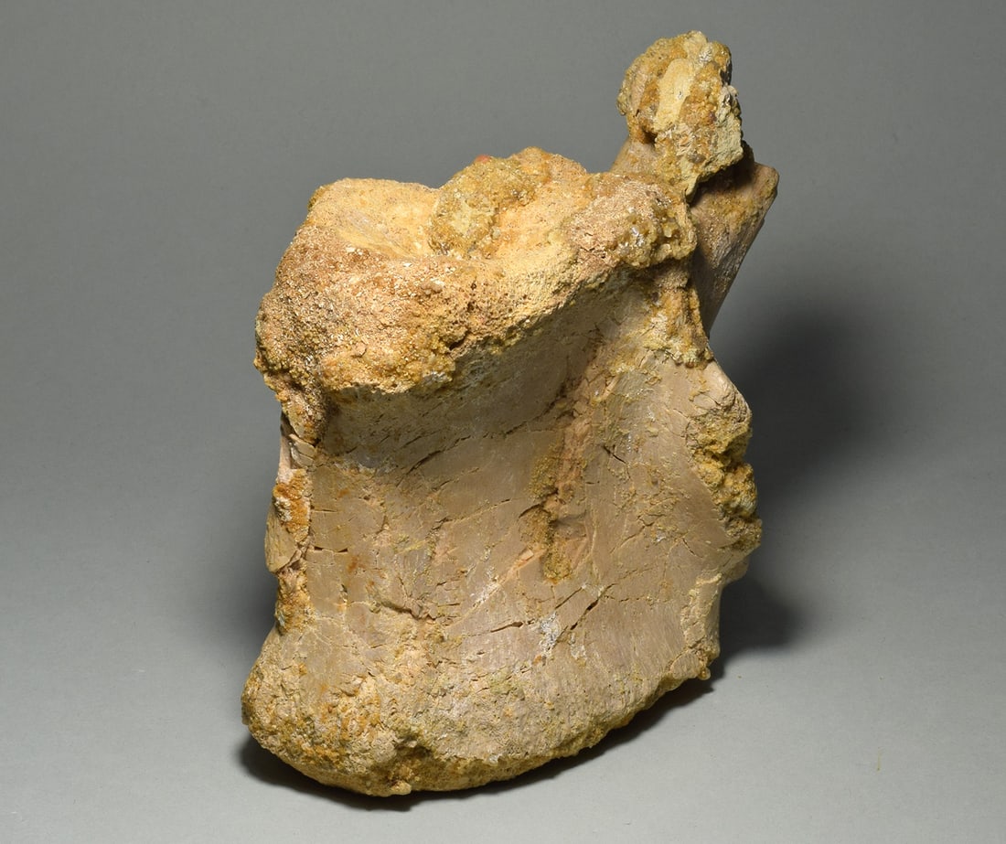 Beautiful 13.5 cm vertebra of a dinosaur - Carcharodontosaurus saharicus - 6