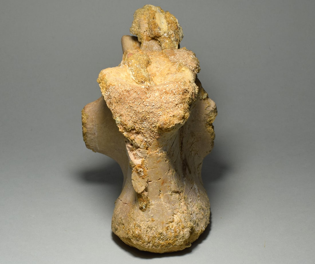 Beautiful 13.5 cm vertebra of a dinosaur - Carcharodontosaurus saharicus - 7