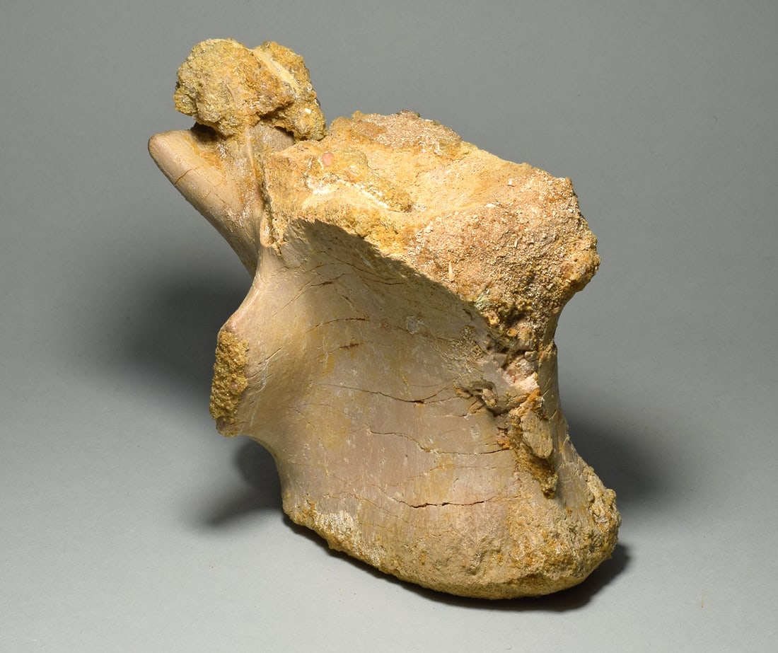 Beautiful 13.5 cm vertebra of a dinosaur - Carcharodontosaurus saharicus - 8