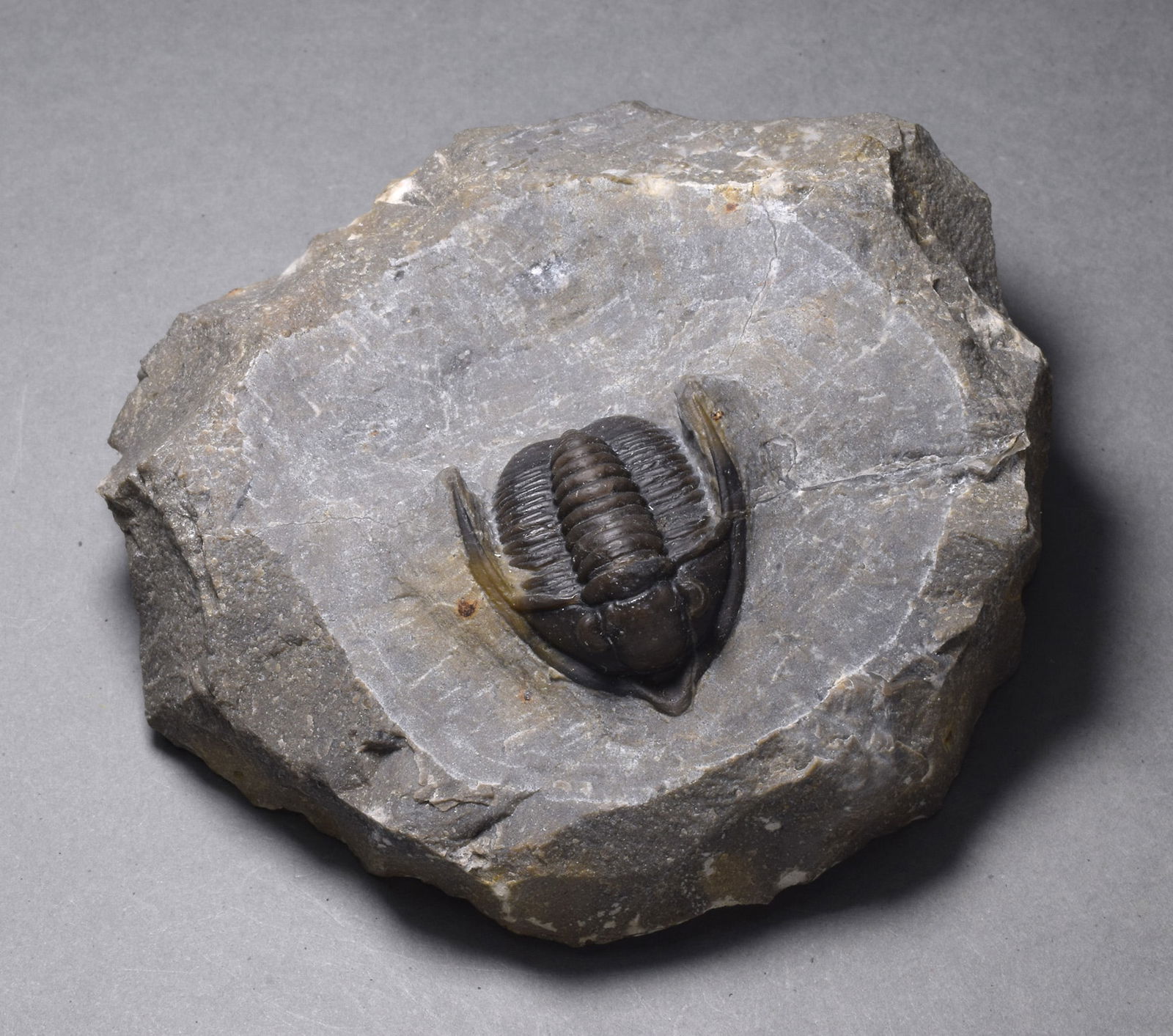 Fine trilobite - Cornuproetus (Diademaproetus) sp. - 2
