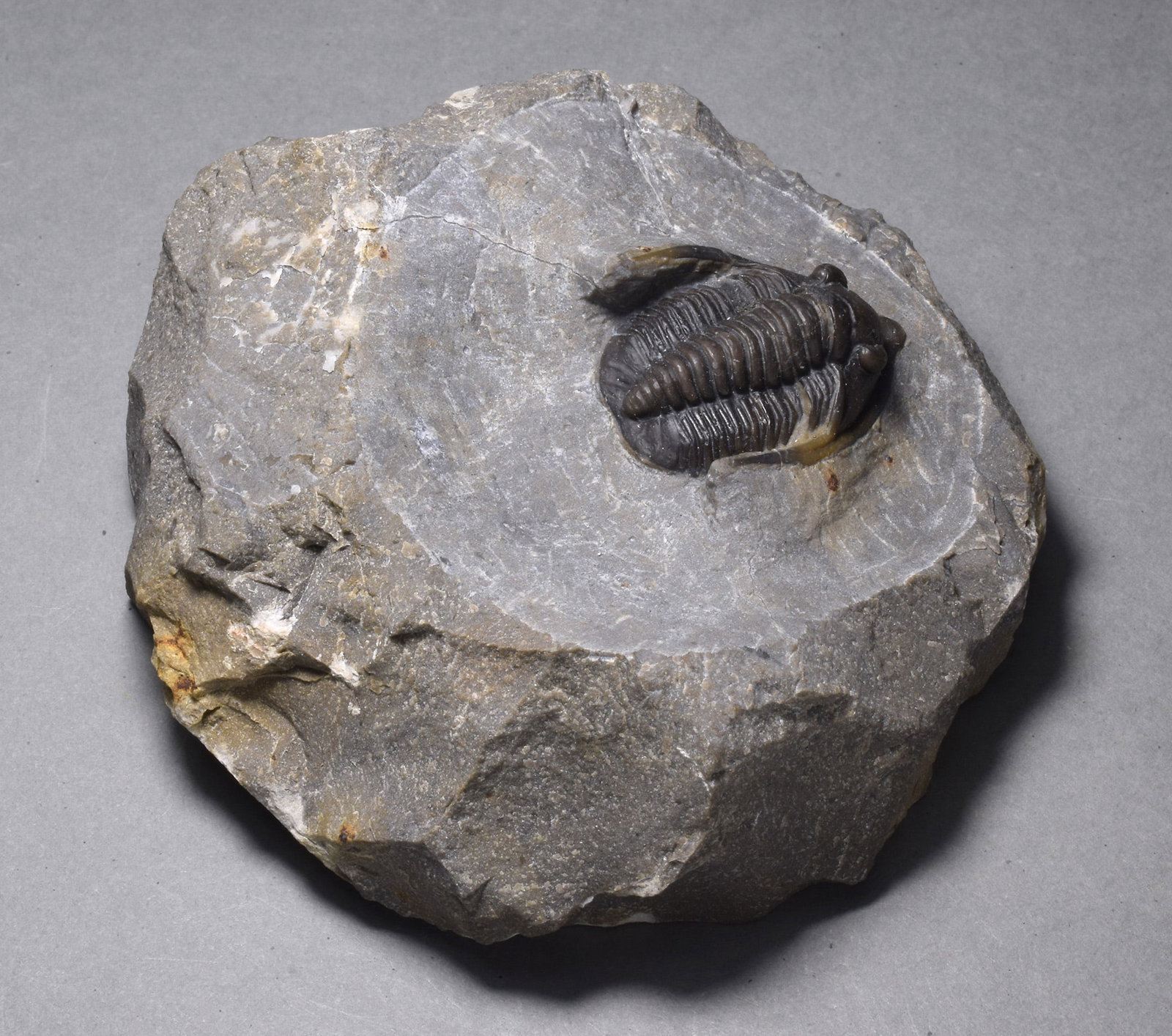 Fine trilobite - Cornuproetus (Diademaproetus) sp. - 4