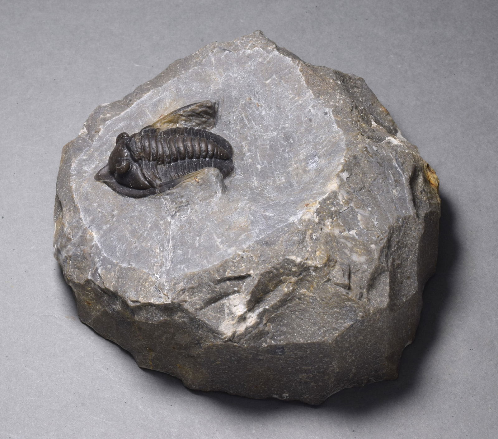 Fine trilobite - Cornuproetus (Diademaproetus) sp. - 7