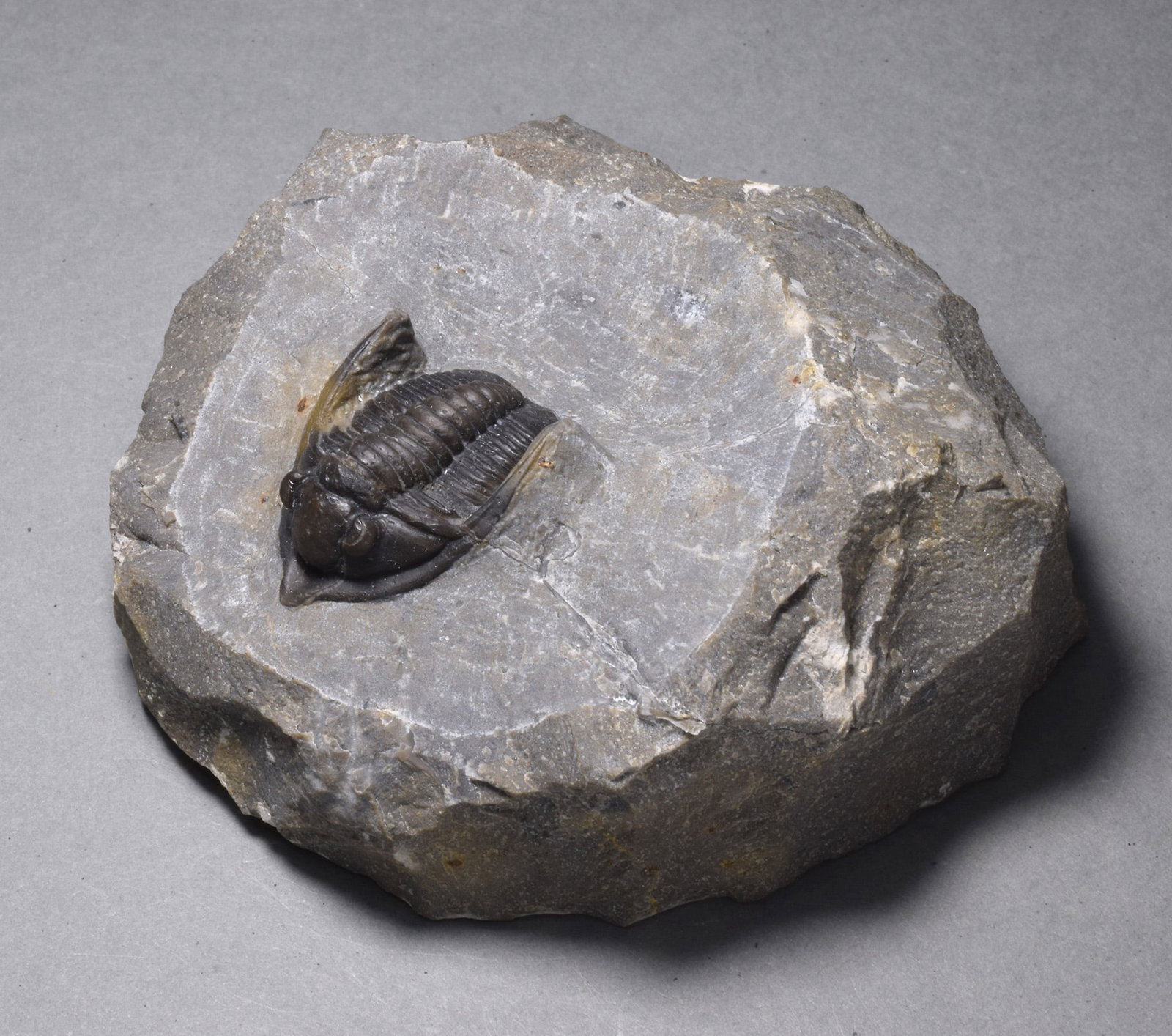 Fine trilobite - Cornuproetus (Diademaproetus) sp. - 8