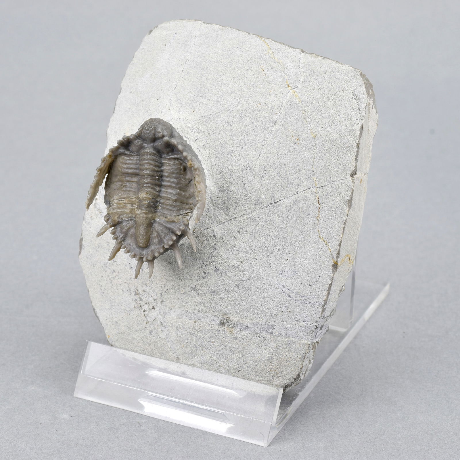 Rare trilobites with '3D' spines - Basseiarges mellishae - 3