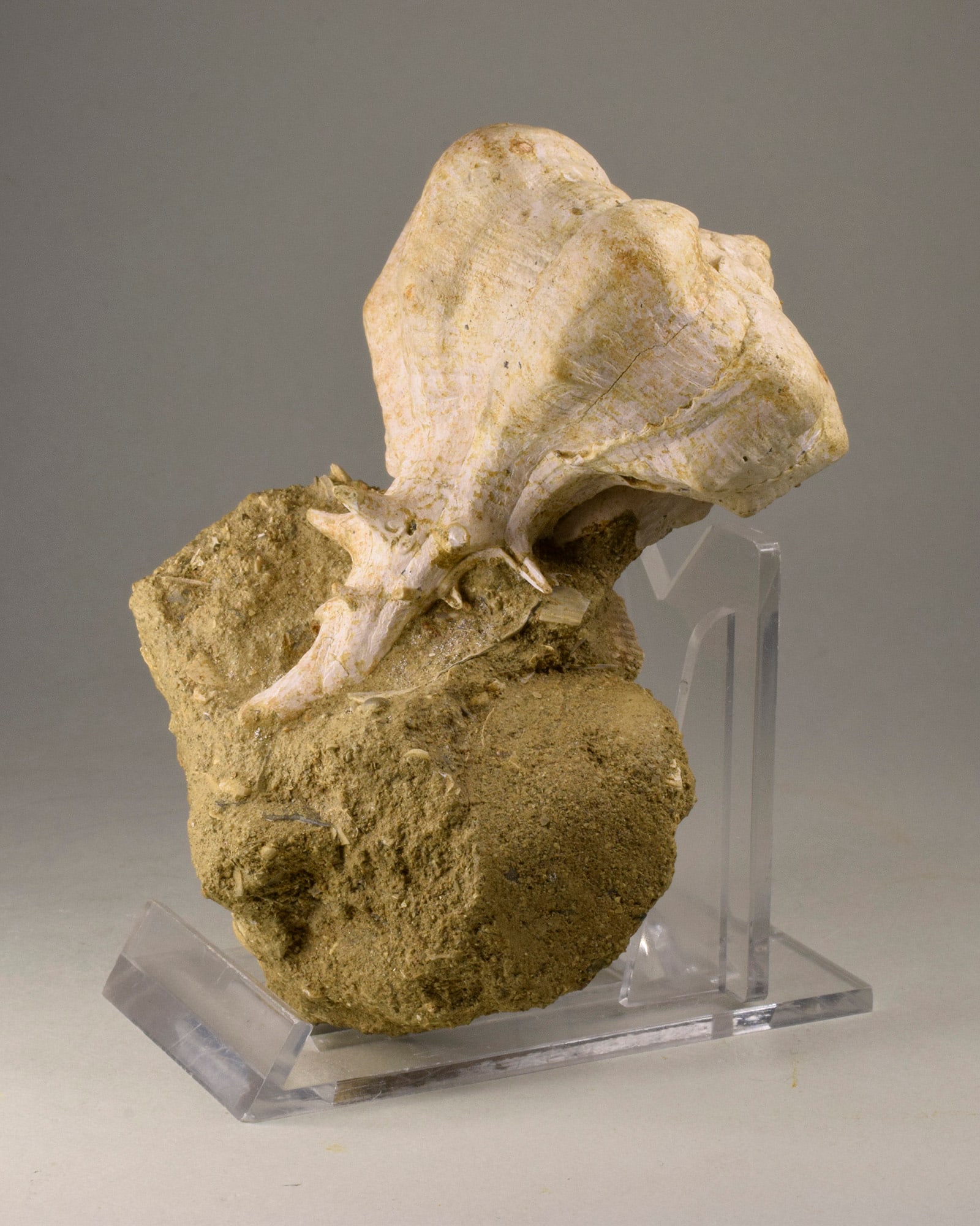 Fine gastropod Bolinus brandaris torularius - 5