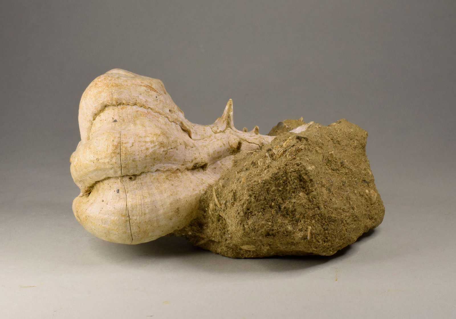 Fine gastropod Bolinus brandaris torularius - 7