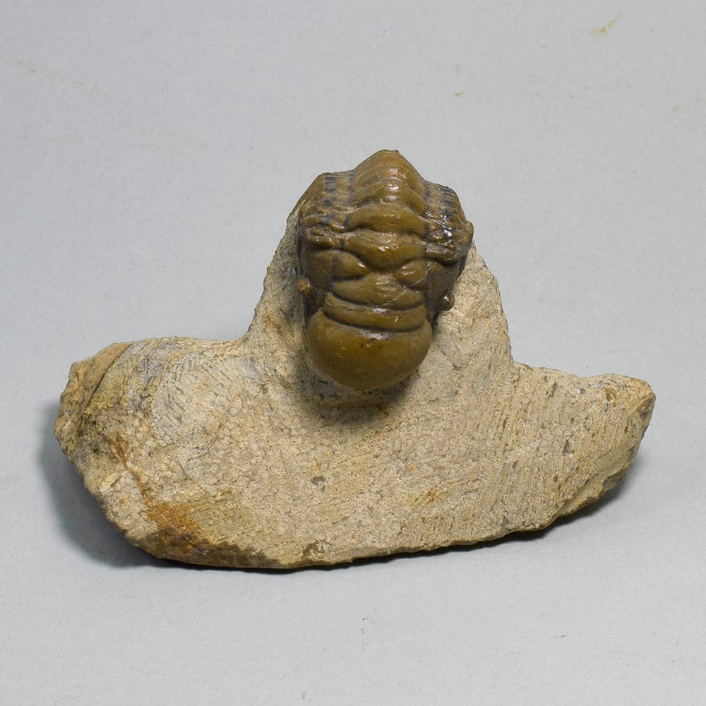 Fine rolled trilobite - Cheirurus (Crotalocephalina) gr. gibbus - 2