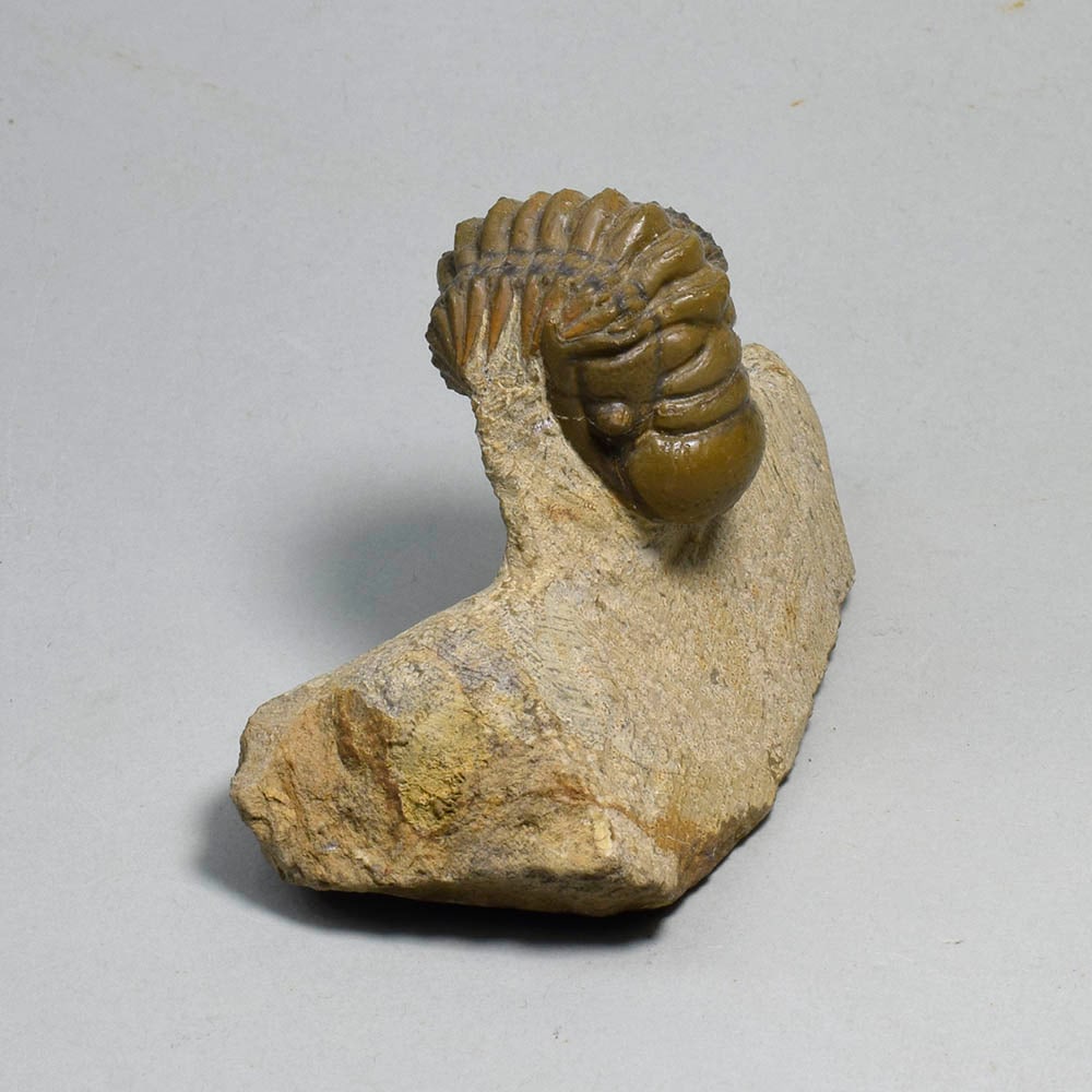 Fine rolled trilobite - Cheirurus (Crotalocephalina) gr. gibbus - 3
