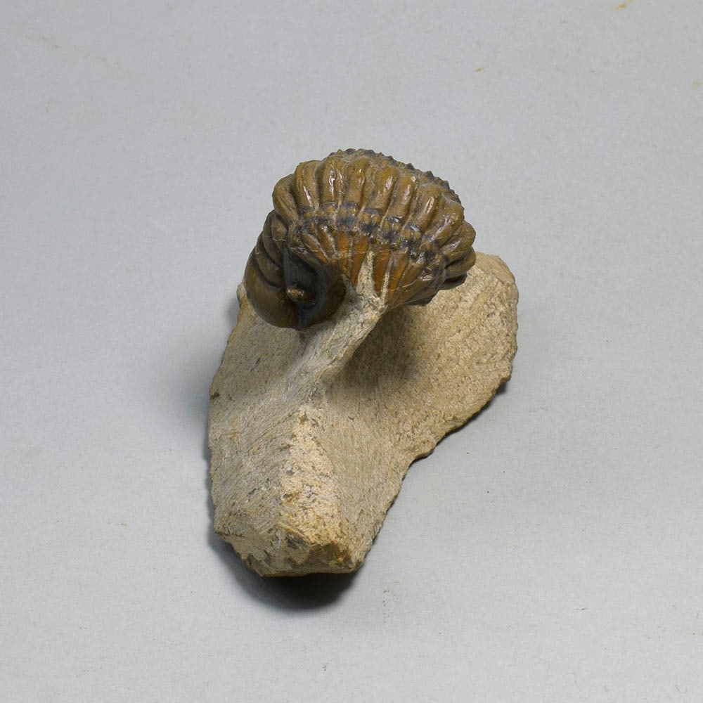 Fine rolled trilobite - Cheirurus (Crotalocephalina) gr. gibbus - 6
