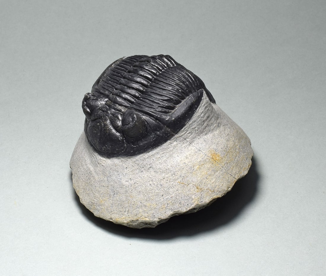 Fine trilobite - Hollardops mesocristata - 2