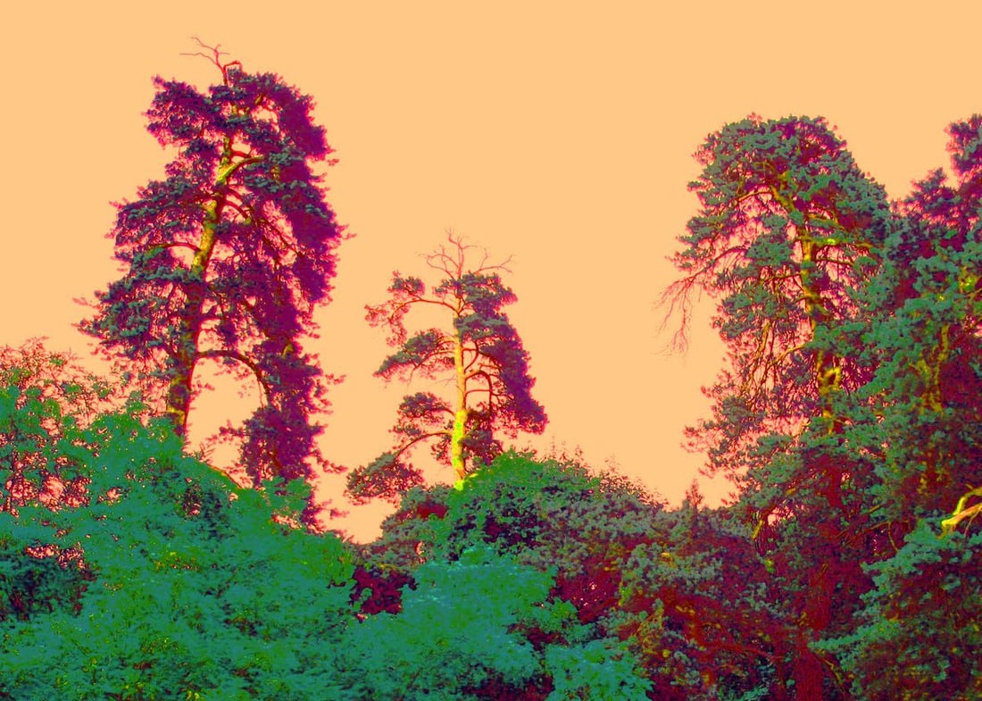 Oil painting Sunset in the forest Boris Serdyuk - 4