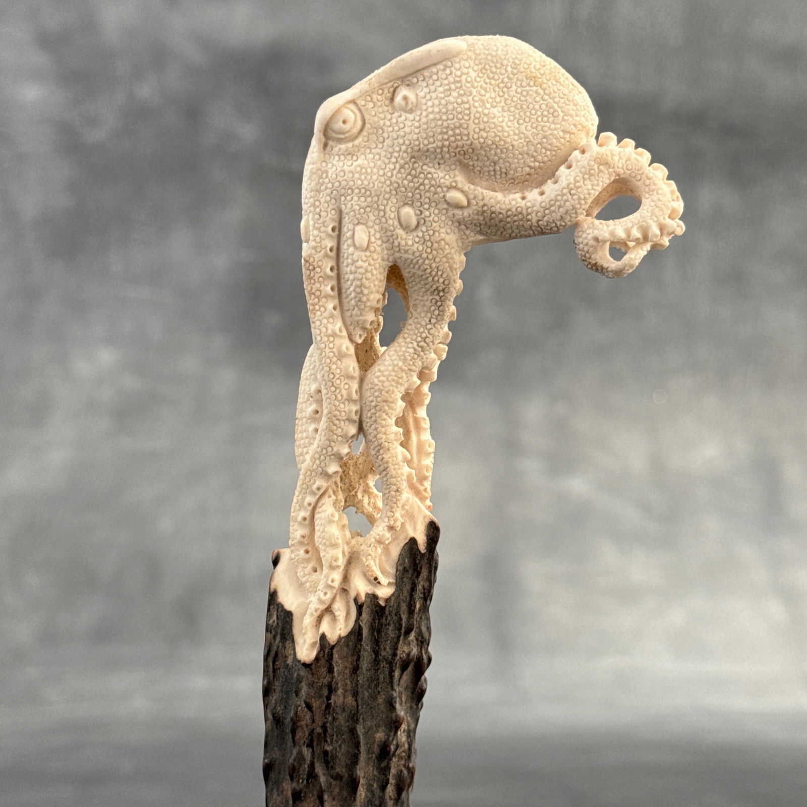 Stunning carved deer antler with stand - Octopus carving: Title: Stunning carved deer antler with stand - Octopus carving Maker:UnknownOrigin: IndonesiaDate/Period:2025Materials:Deer antler, boneDimensions:Height: 20 cm / 7.8 inches Width: 6 cm / 2.3