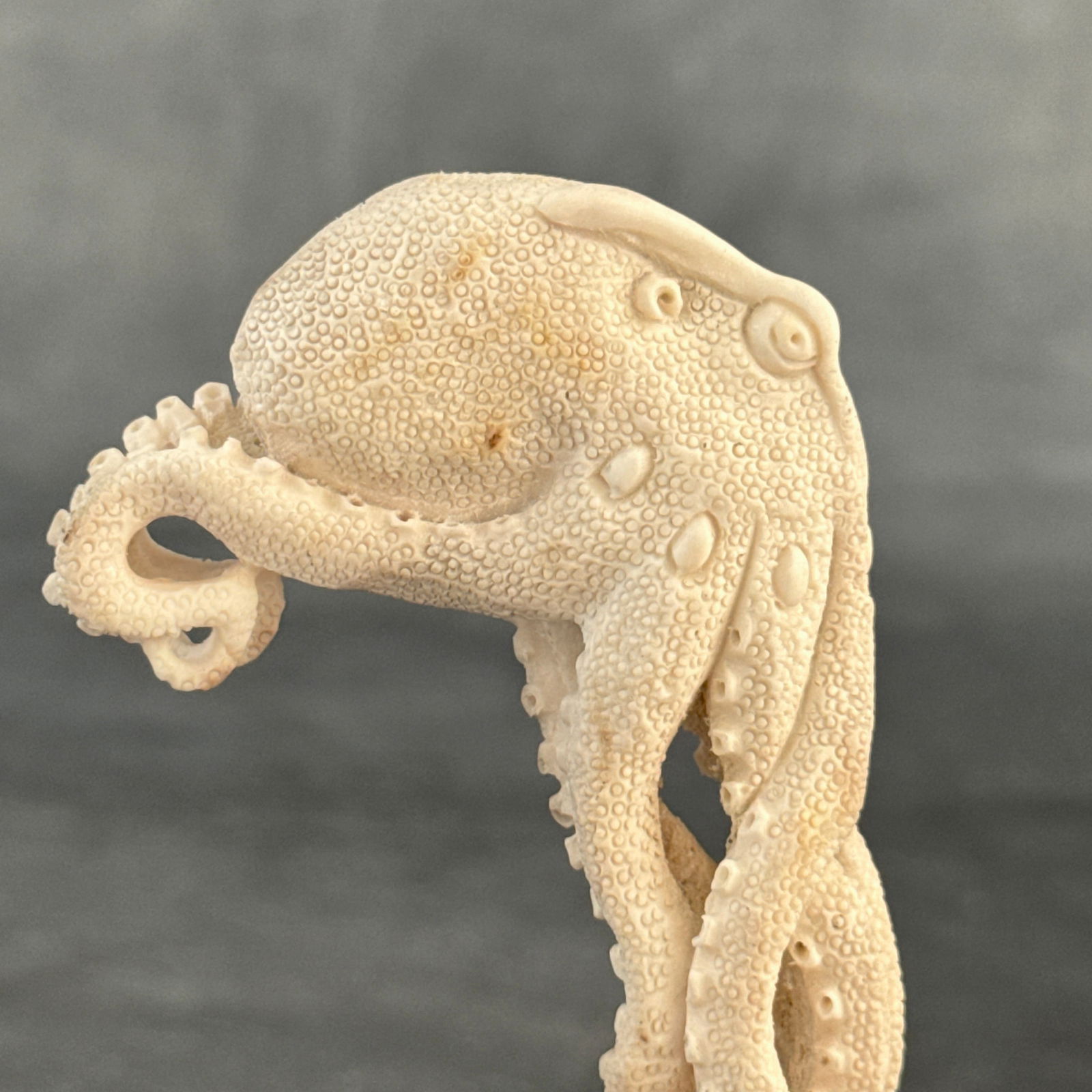 Stunning carved deer antler with stand - Octopus carving - 4