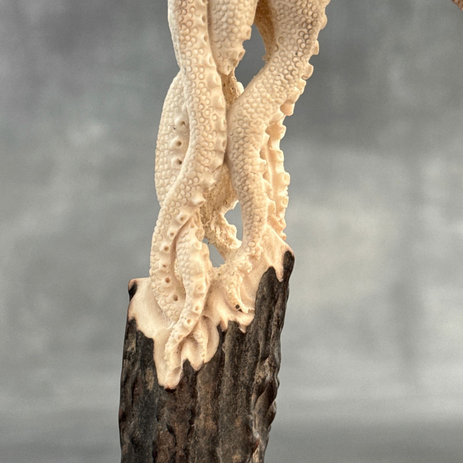 Stunning carved deer antler with stand - Octopus carving - 6