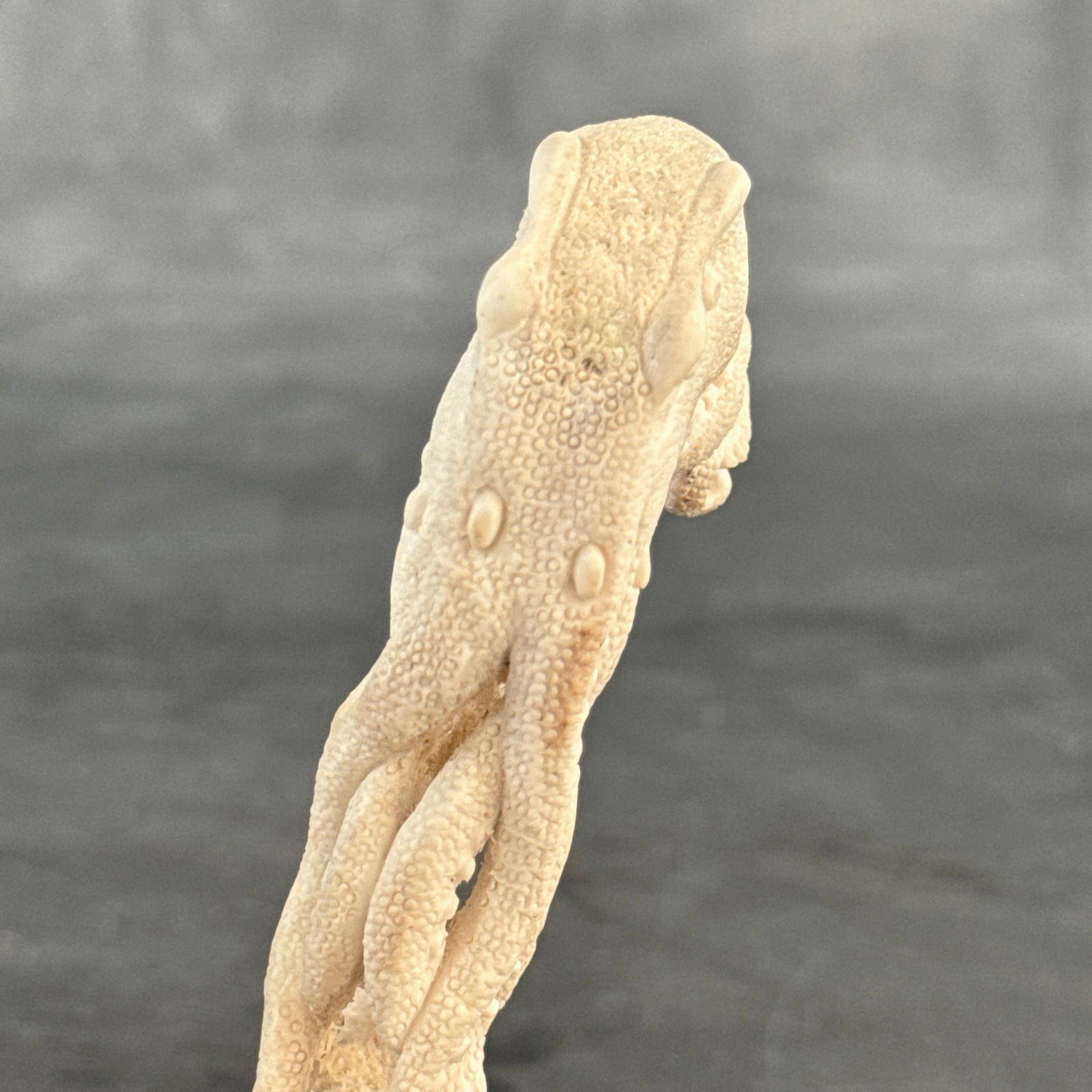 Stunning carved deer antler with stand - Octopus carving - 9