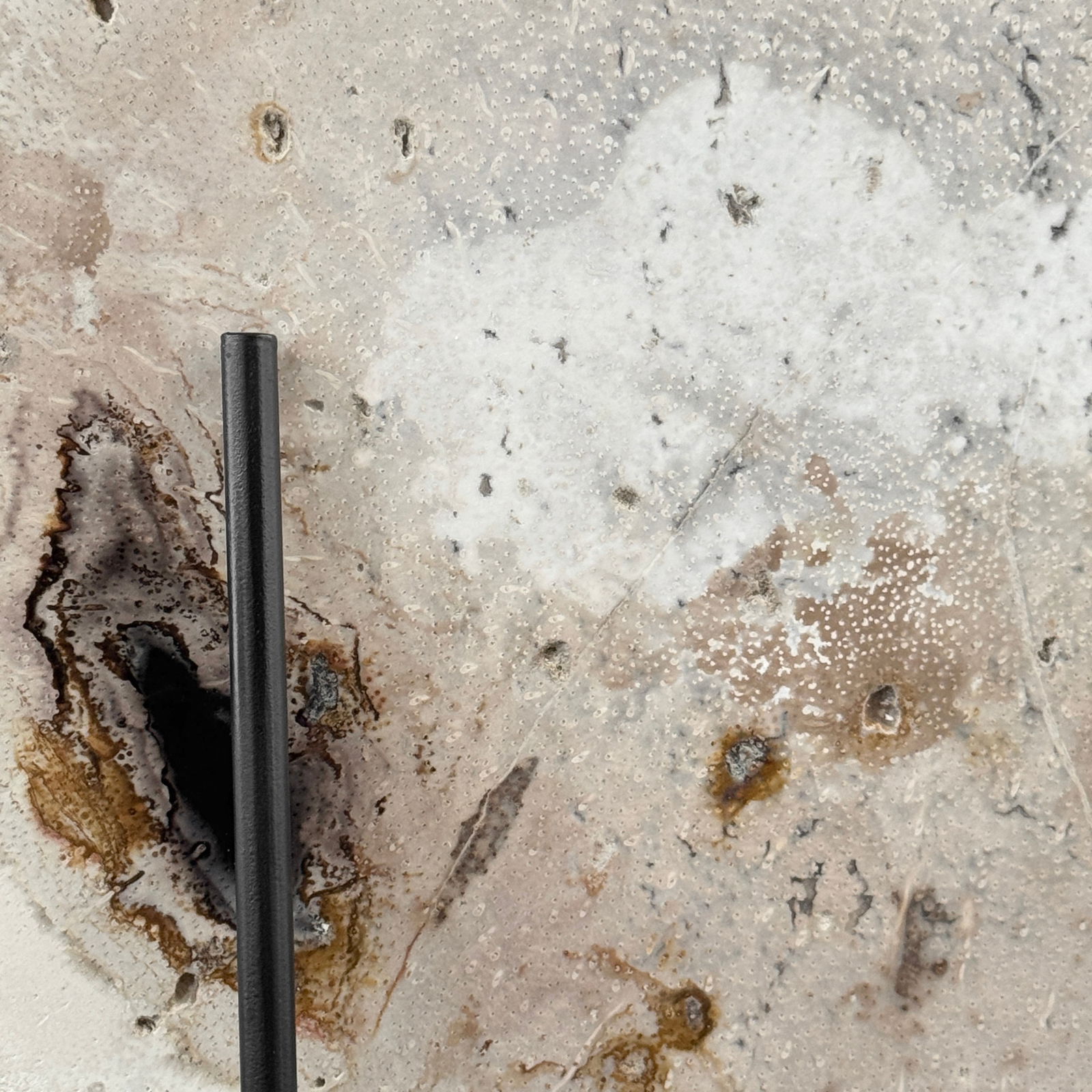 Beautiful petrified palm root slice with stand - 10