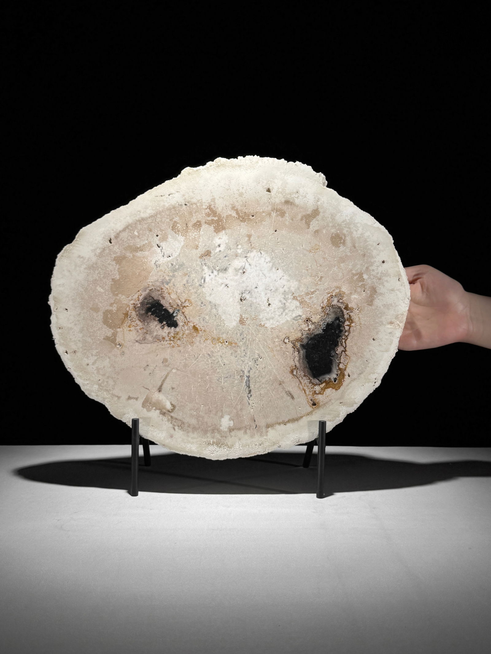 Beautiful petrified palm root slice with stand: Title: Beautiful petrified palm root slice with standMaker:UnknownOrigin: IndonesiaDate/Period:NEOGENE-Miocene, Aquitanian (20.44-23.03 million years)Materials:Petrified Palm root,