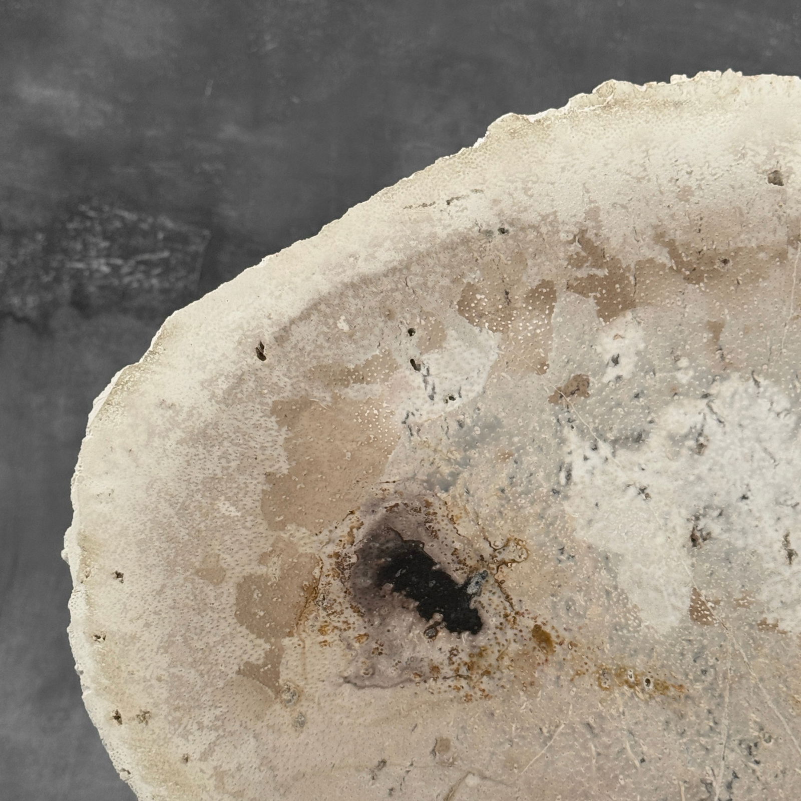 Beautiful petrified palm root slice with stand - 2