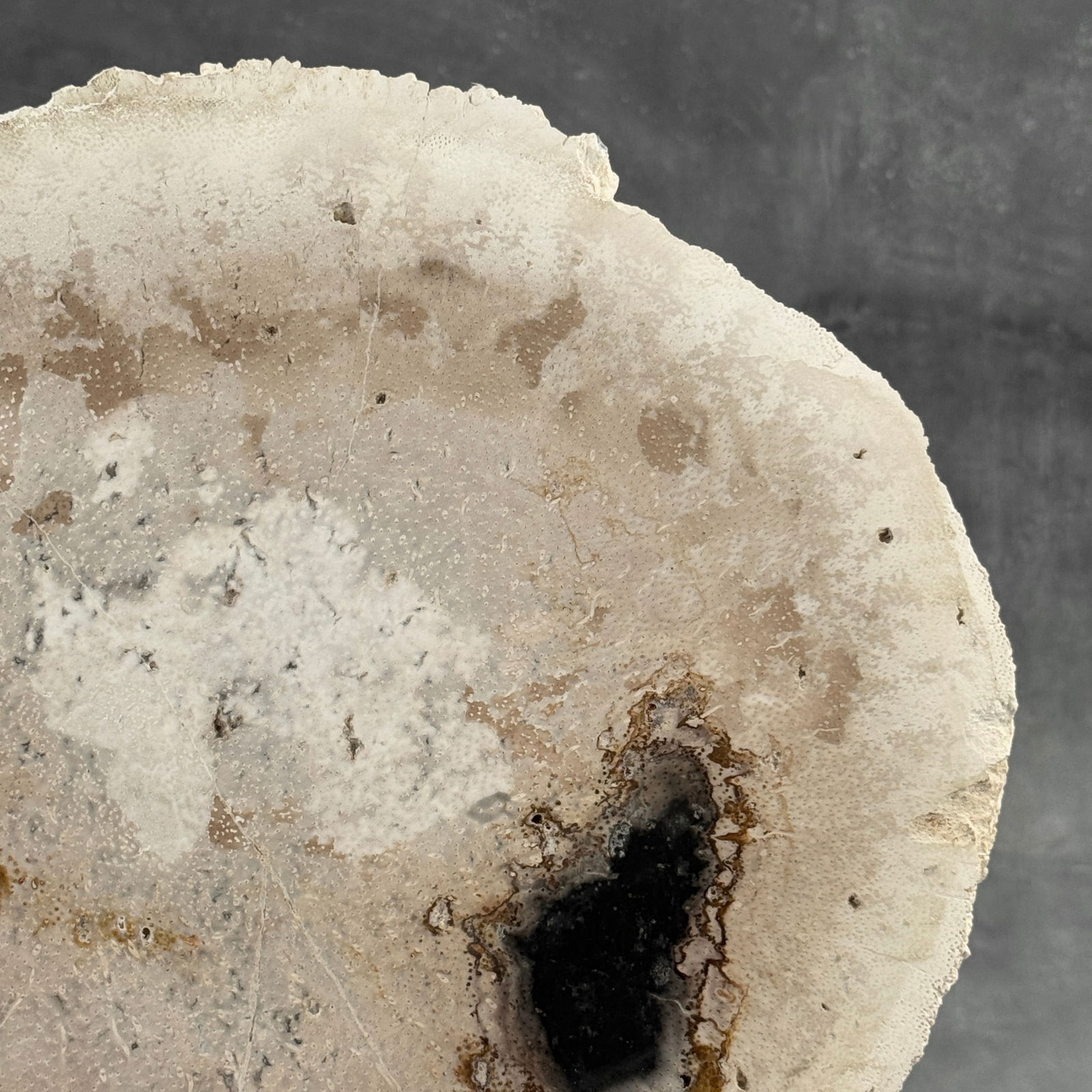 Beautiful petrified palm root slice with stand - 3