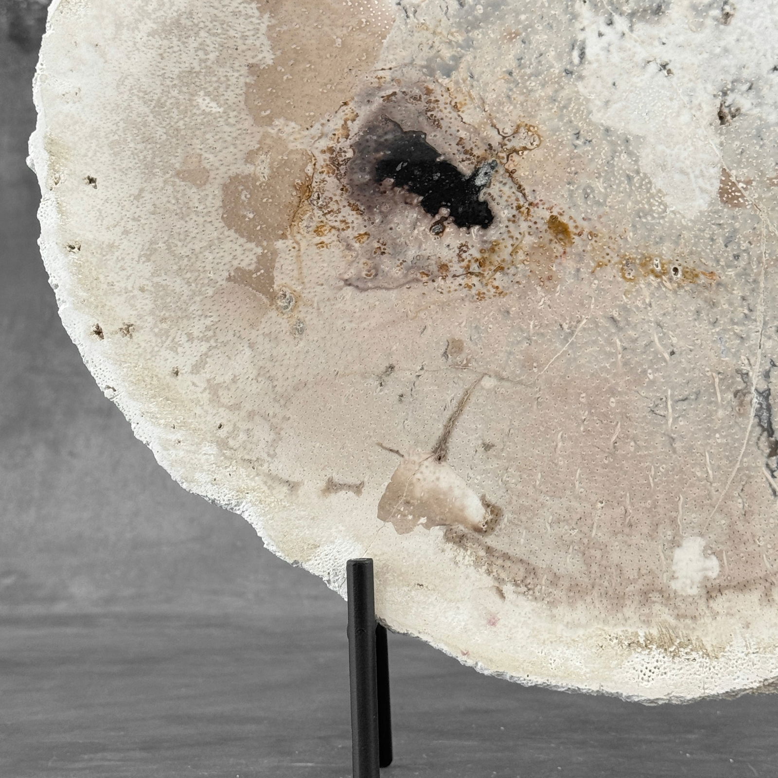 Beautiful petrified palm root slice with stand - 4