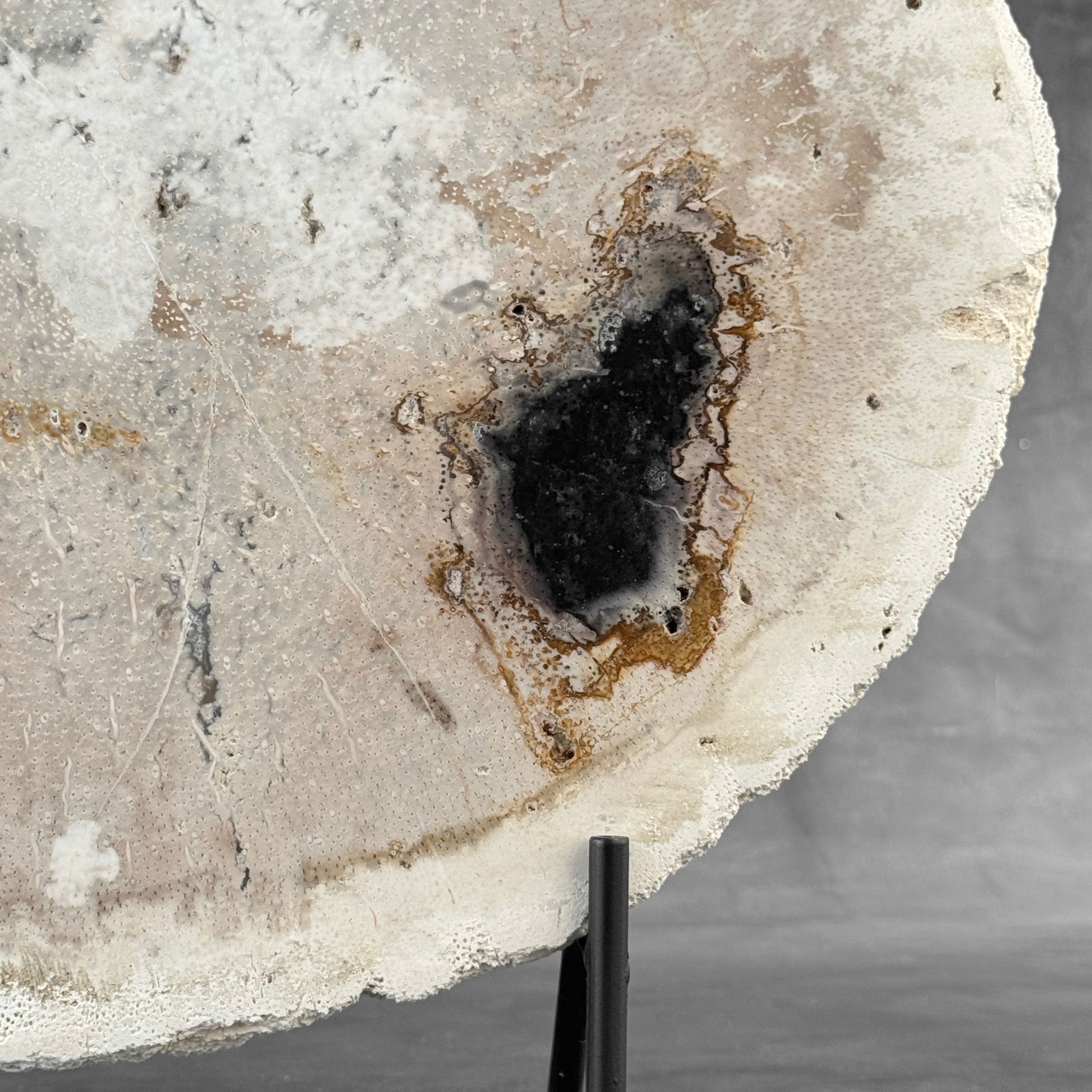 Beautiful petrified palm root slice with stand - 5