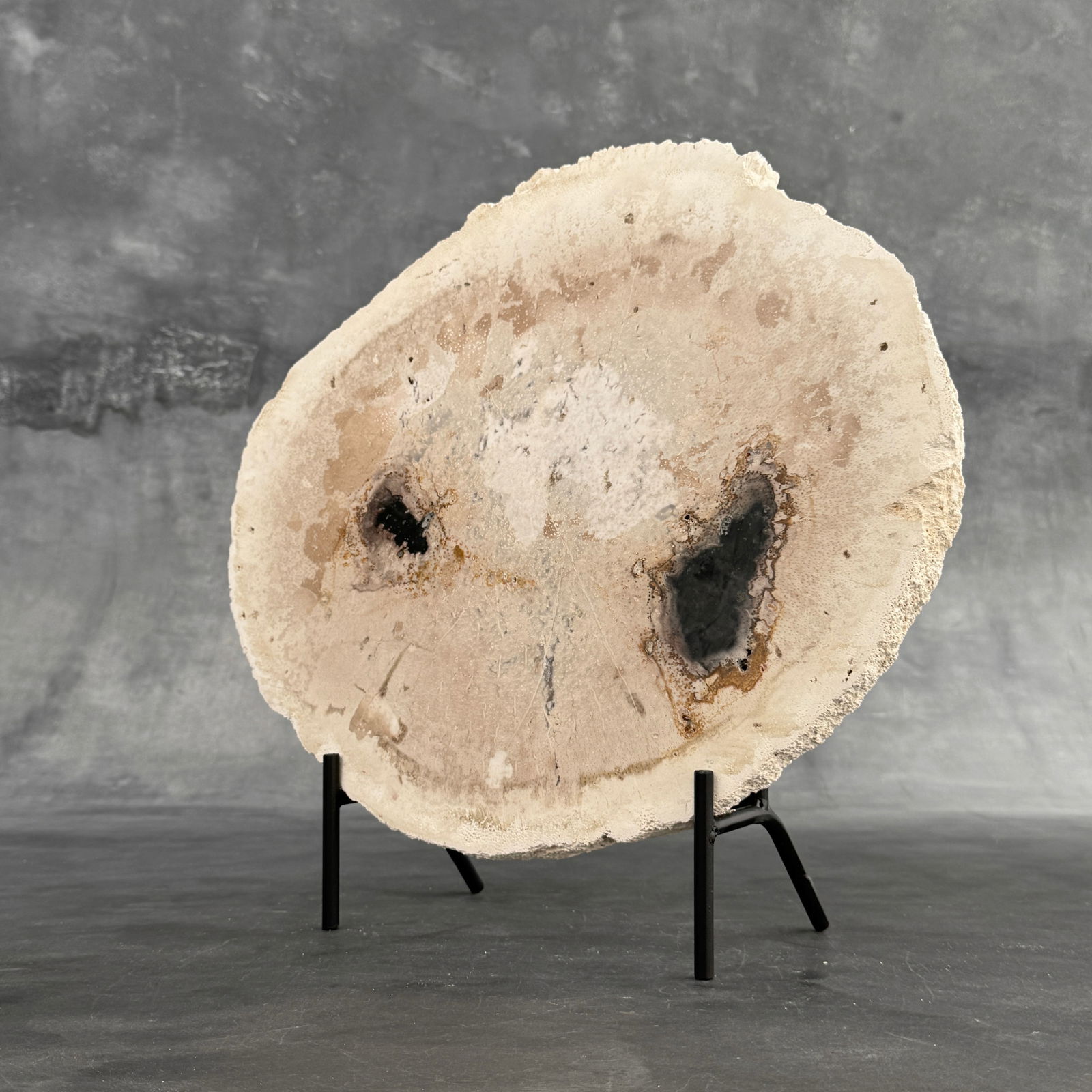 Beautiful petrified palm root slice with stand - 7