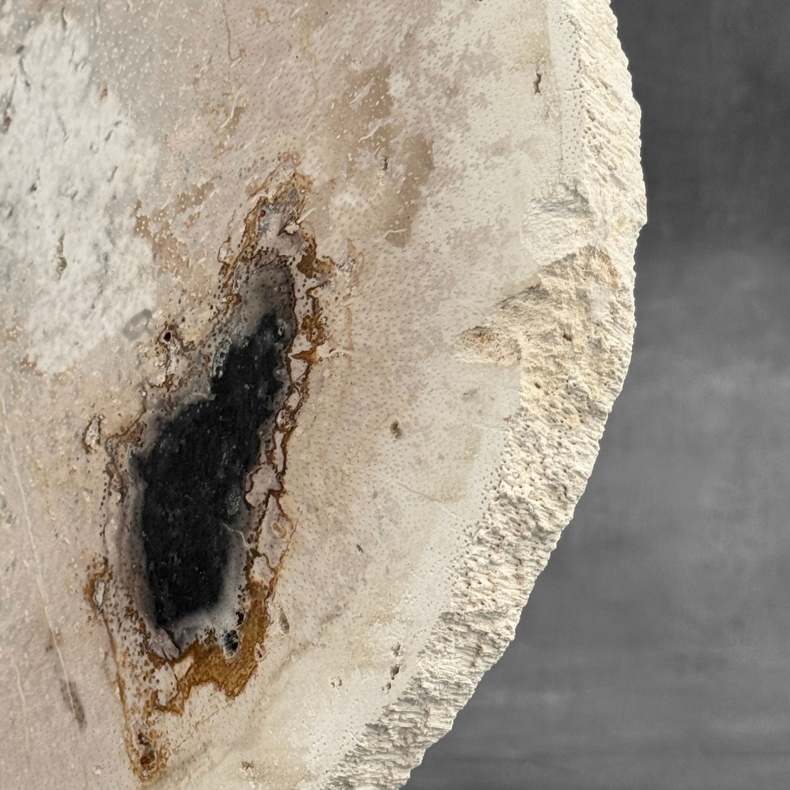 Beautiful petrified palm root slice with stand - 8