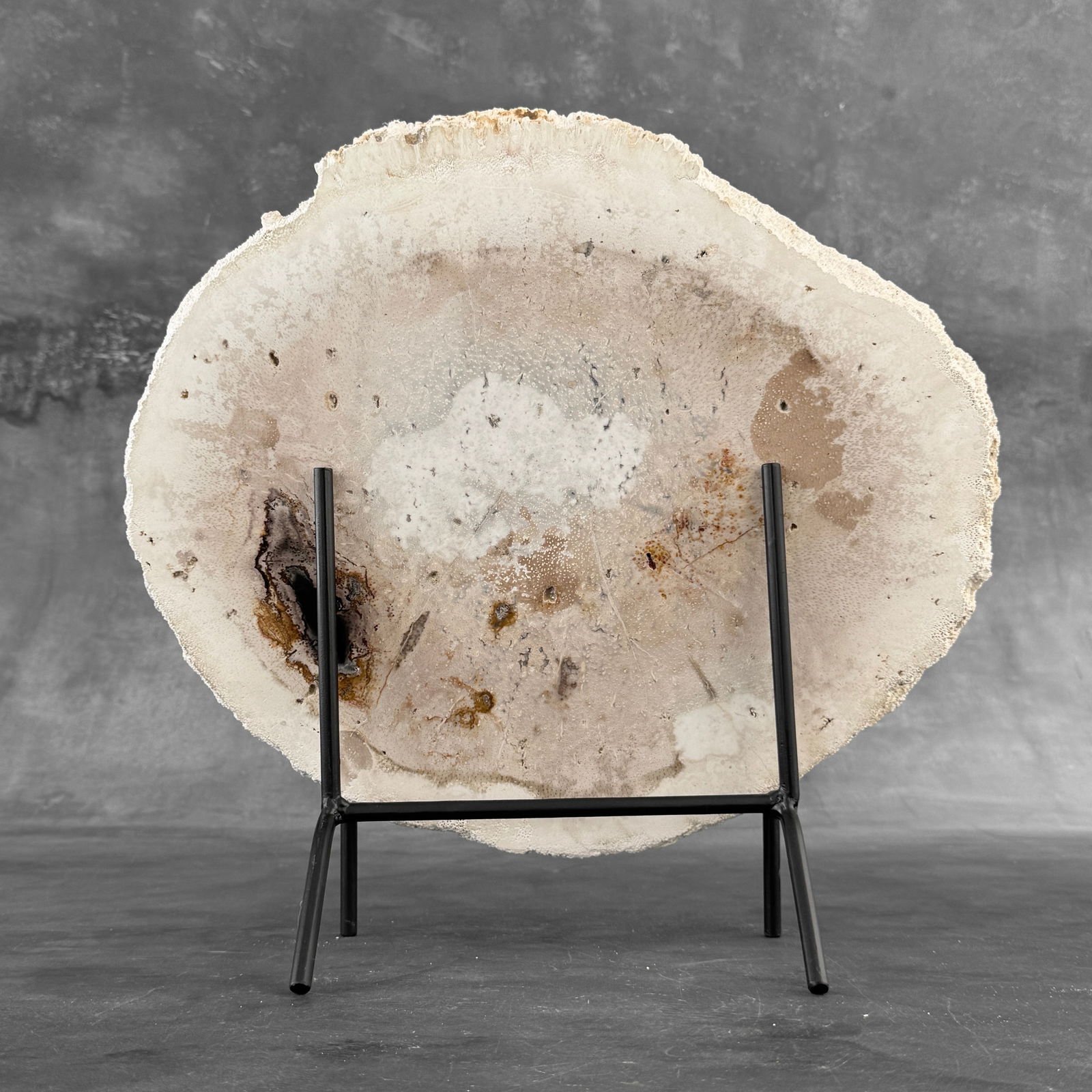 Beautiful petrified palm root slice with stand - 9