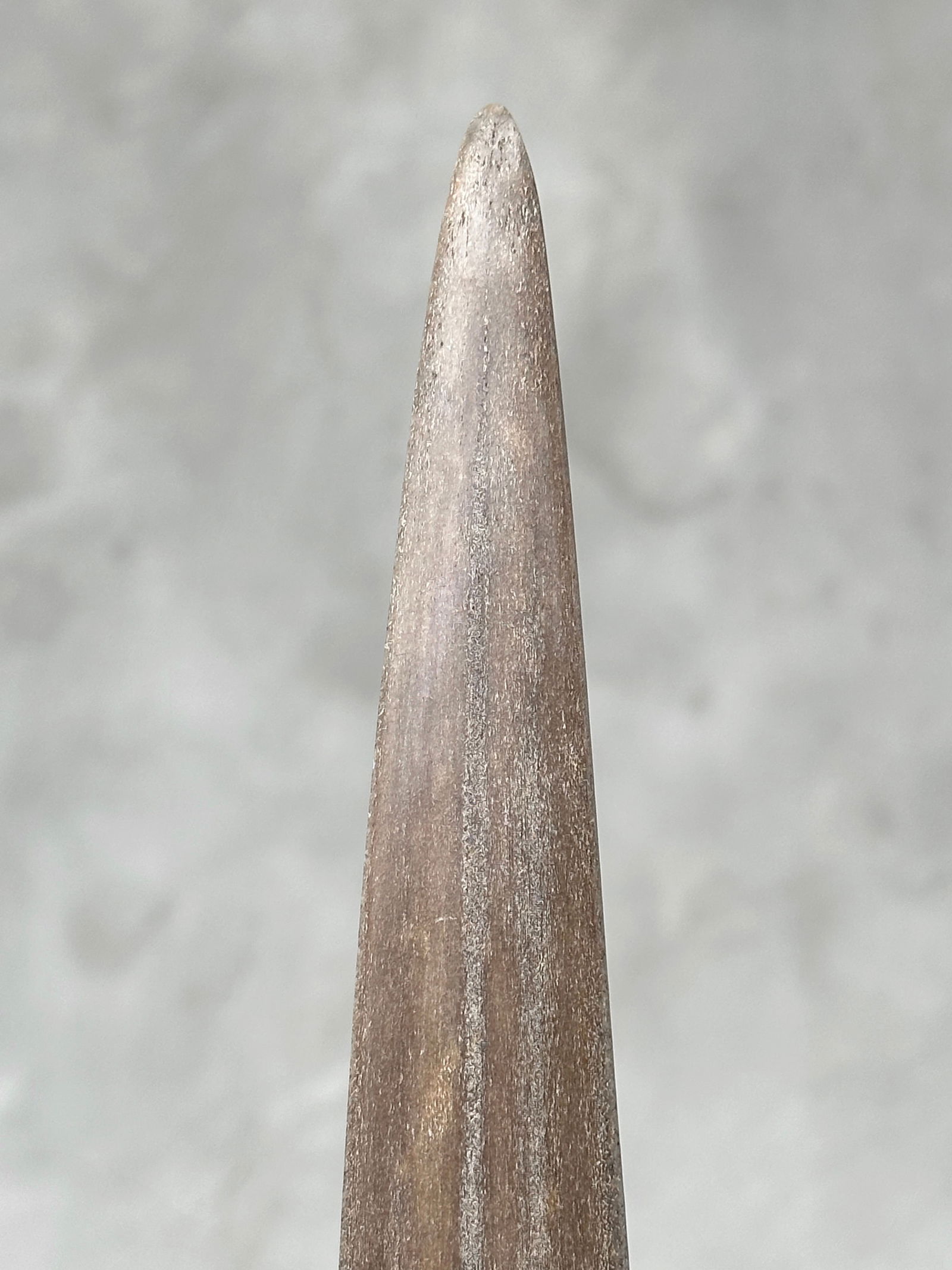 Swordfish tusk with stand - 10