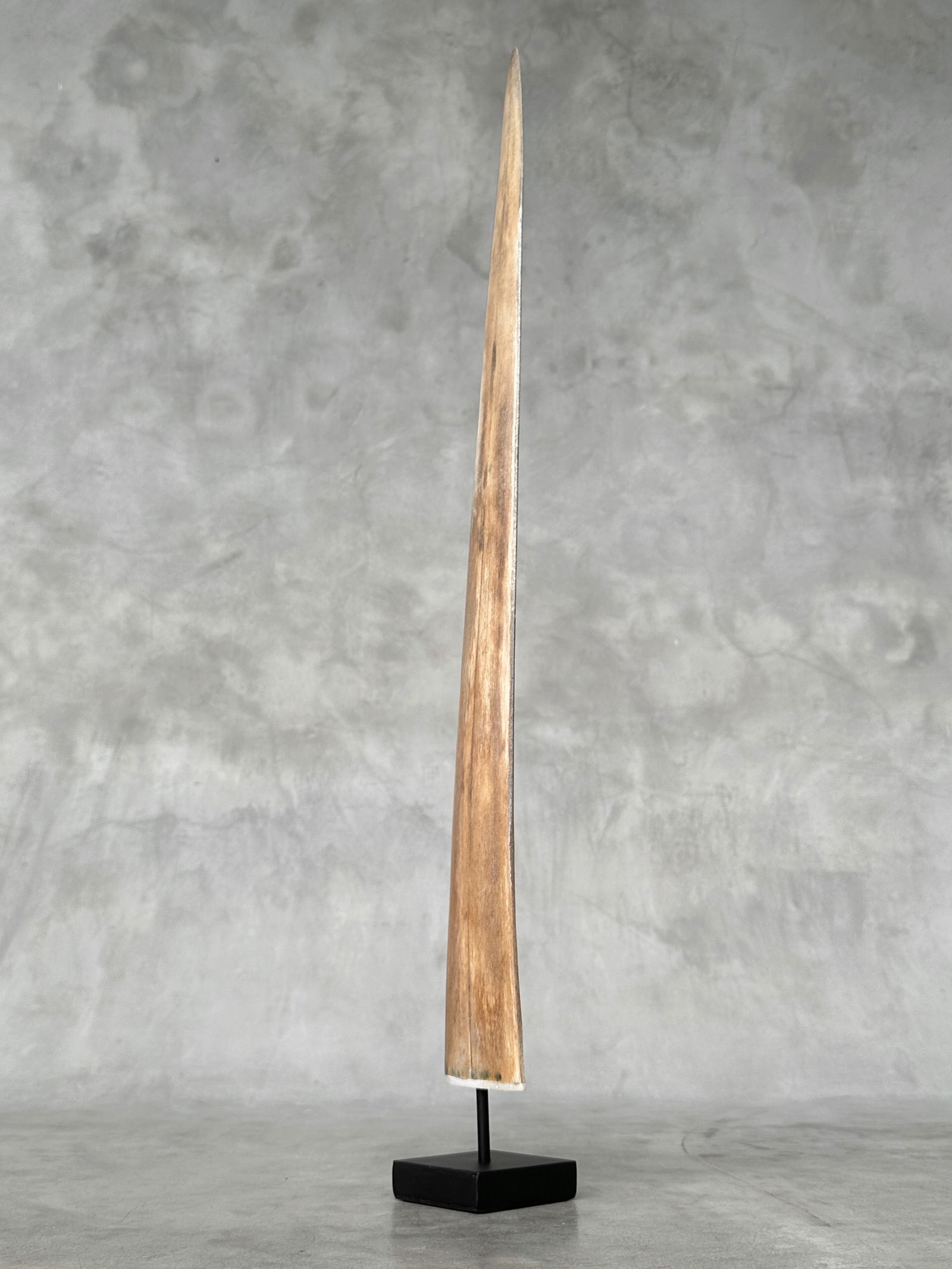 Swordfish tusk with stand - 3