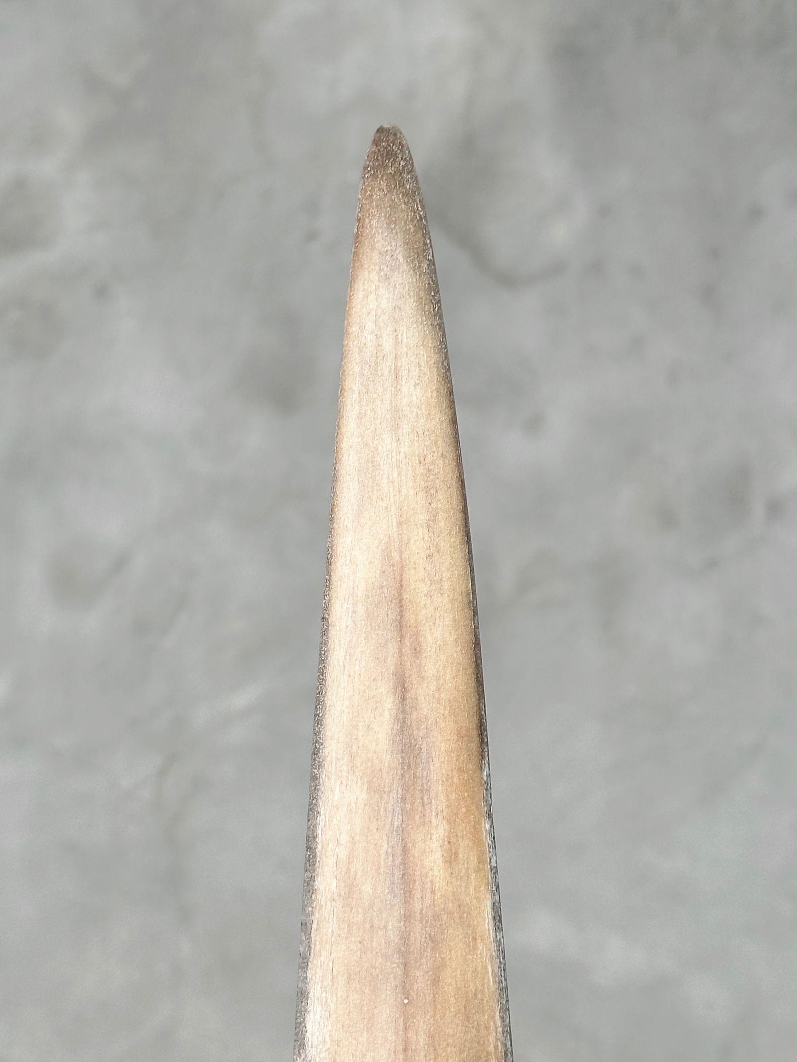 Swordfish tusk with stand - 8
