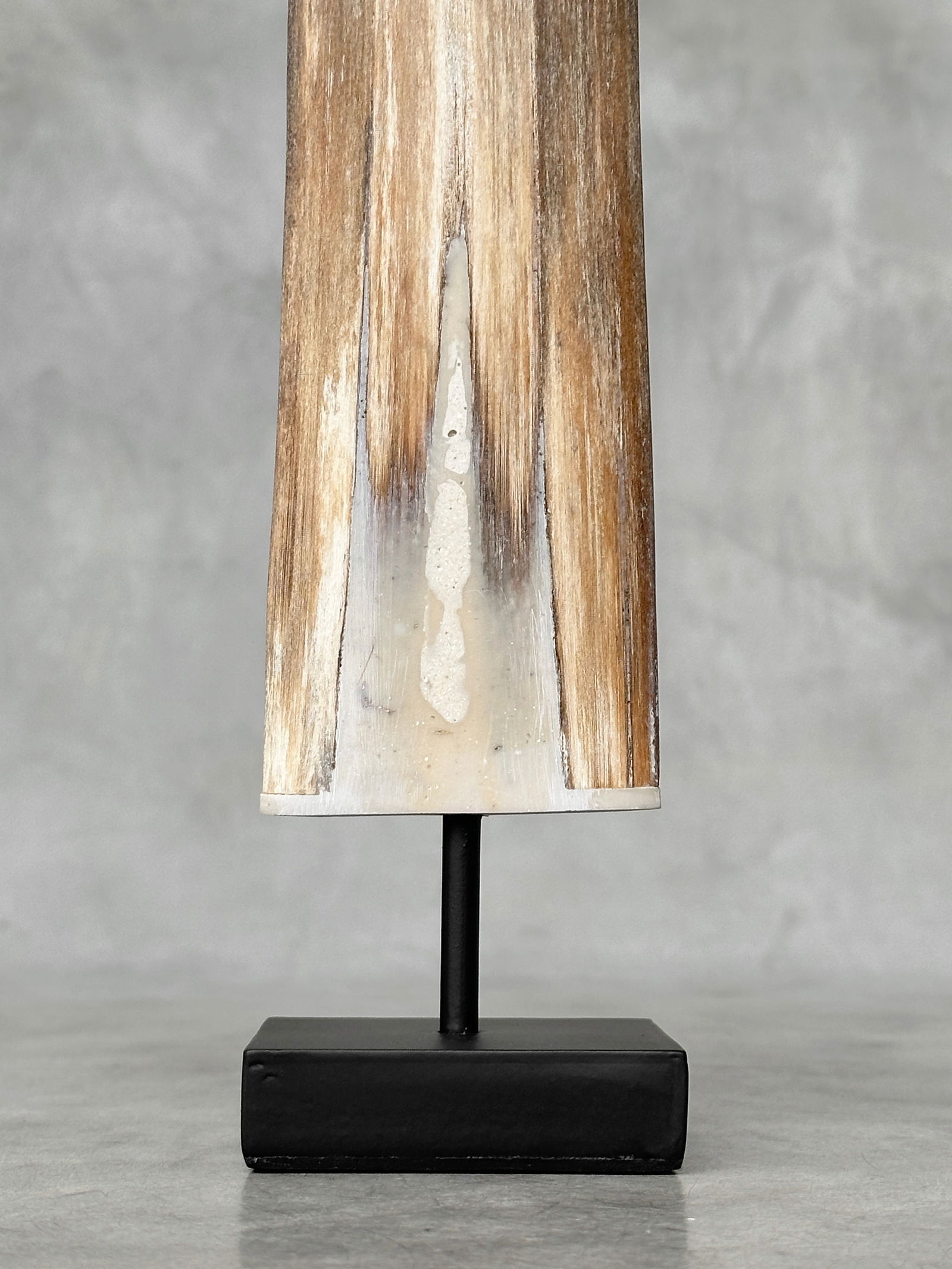 Swordfish tusk with stand - 9