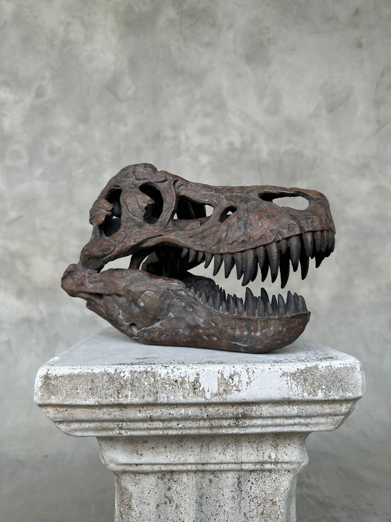Tyrannosaurus Rex Skull Replica brown - Museum Quality - Taxidermy replica mount - 3