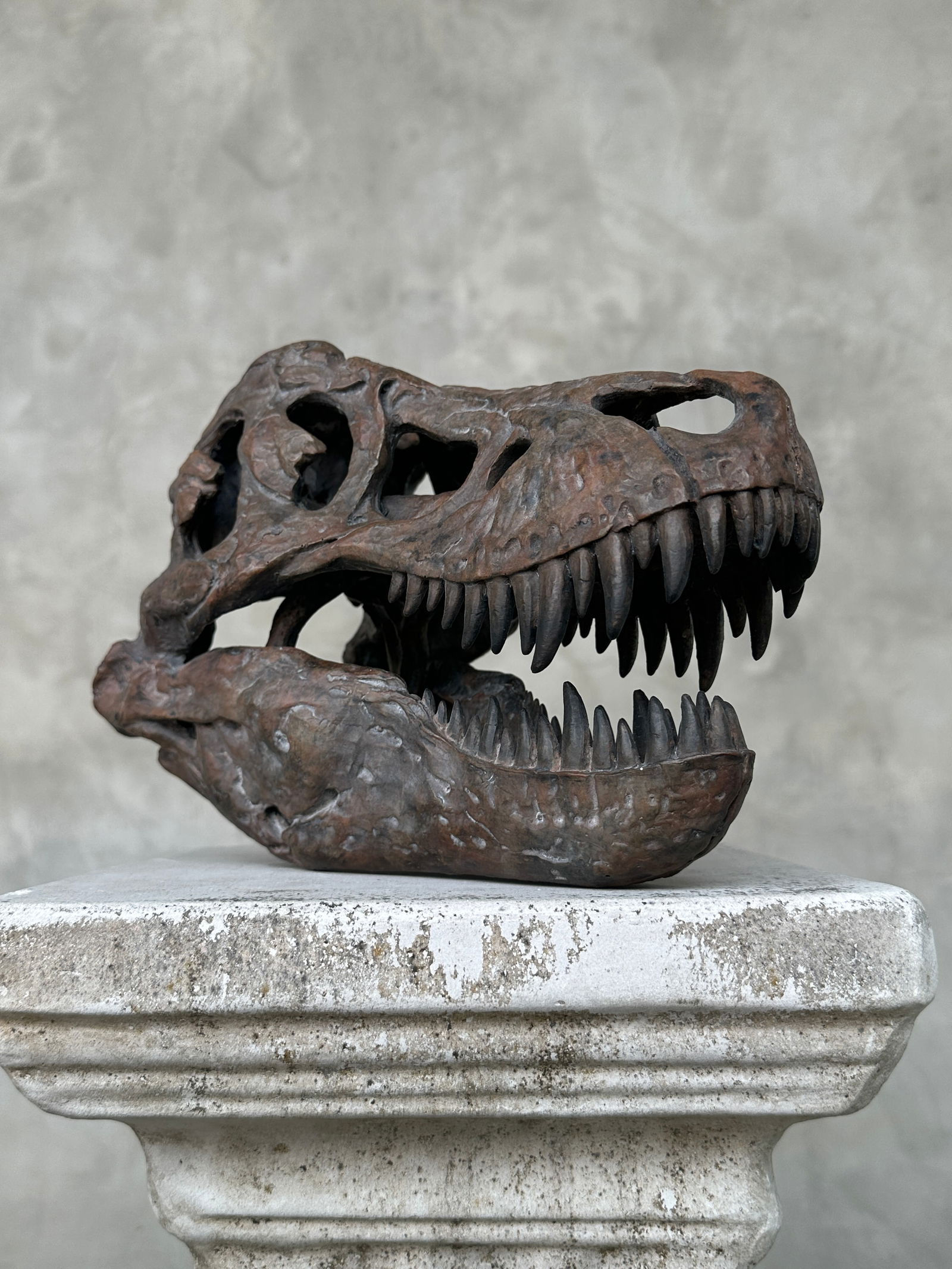 Tyrannosaurus Rex Skull Replica brown - Museum Quality - Taxidermy replica mount - 4