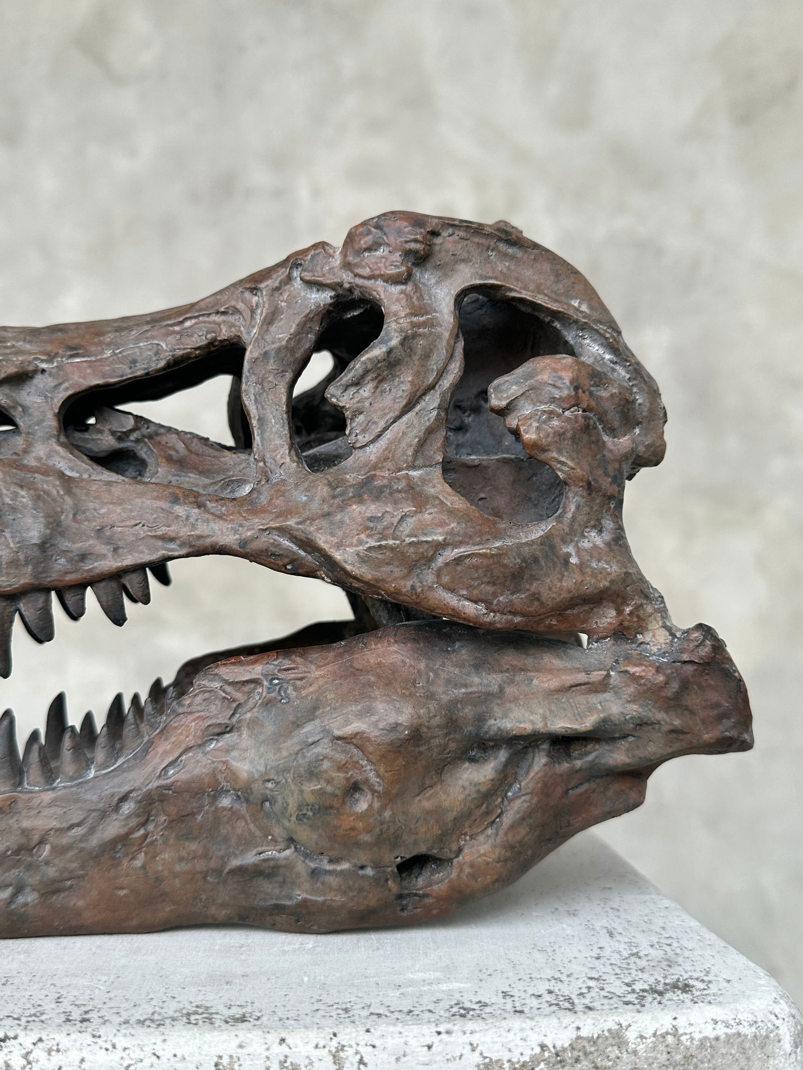 Tyrannosaurus Rex Skull Replica brown - Museum Quality - Taxidermy replica mount - 6