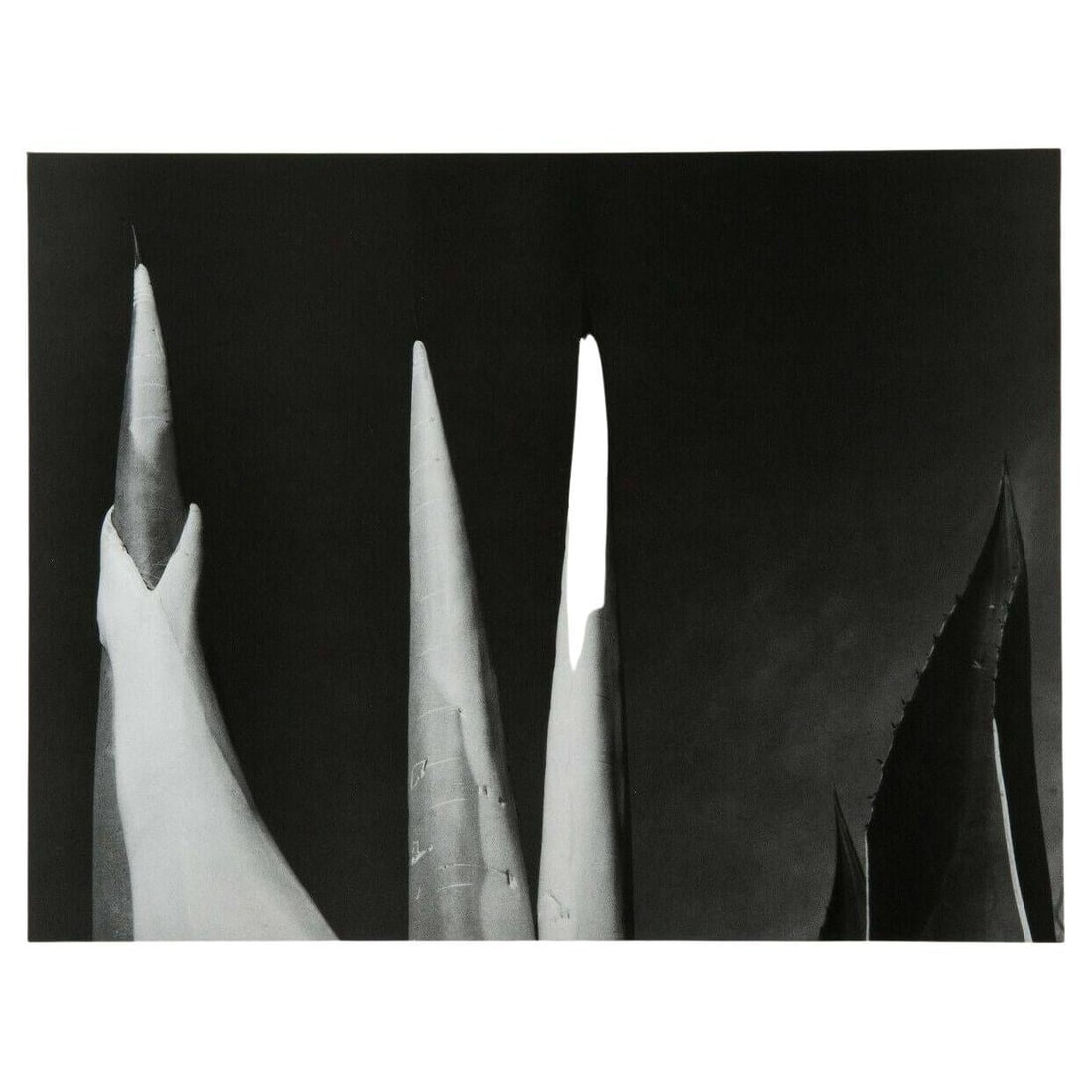 Mariana Yampolsky "Maguey Capado" Lithographic Photo Print Limited 1/250 Signed: Title: Mariana Yampolsky "Maguey Capado" Lithographic Photo Print Limited 1/250 Signed Description: Internationally renowned photographer. This photographic image "Maguey Capado" is used on the book