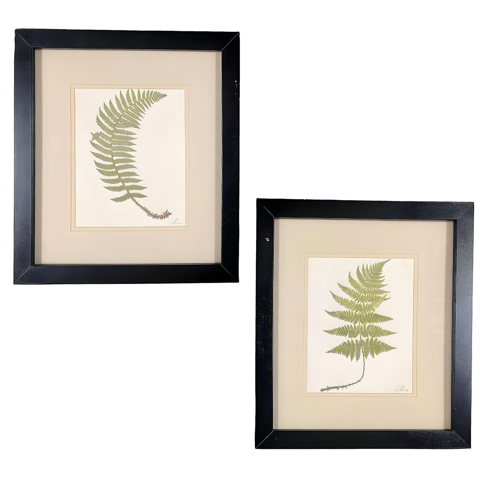 Victorian 1885 English Chromolithograph Fern Pair, Framed: Title: Victorian 1885 English Chromolithograph Fern Pair, Framed Description: Pair of antique 1885 chromolithographs of ferns. Broad Buckler Fern and Soft Prickly Shield Fern, from Francis George Heat