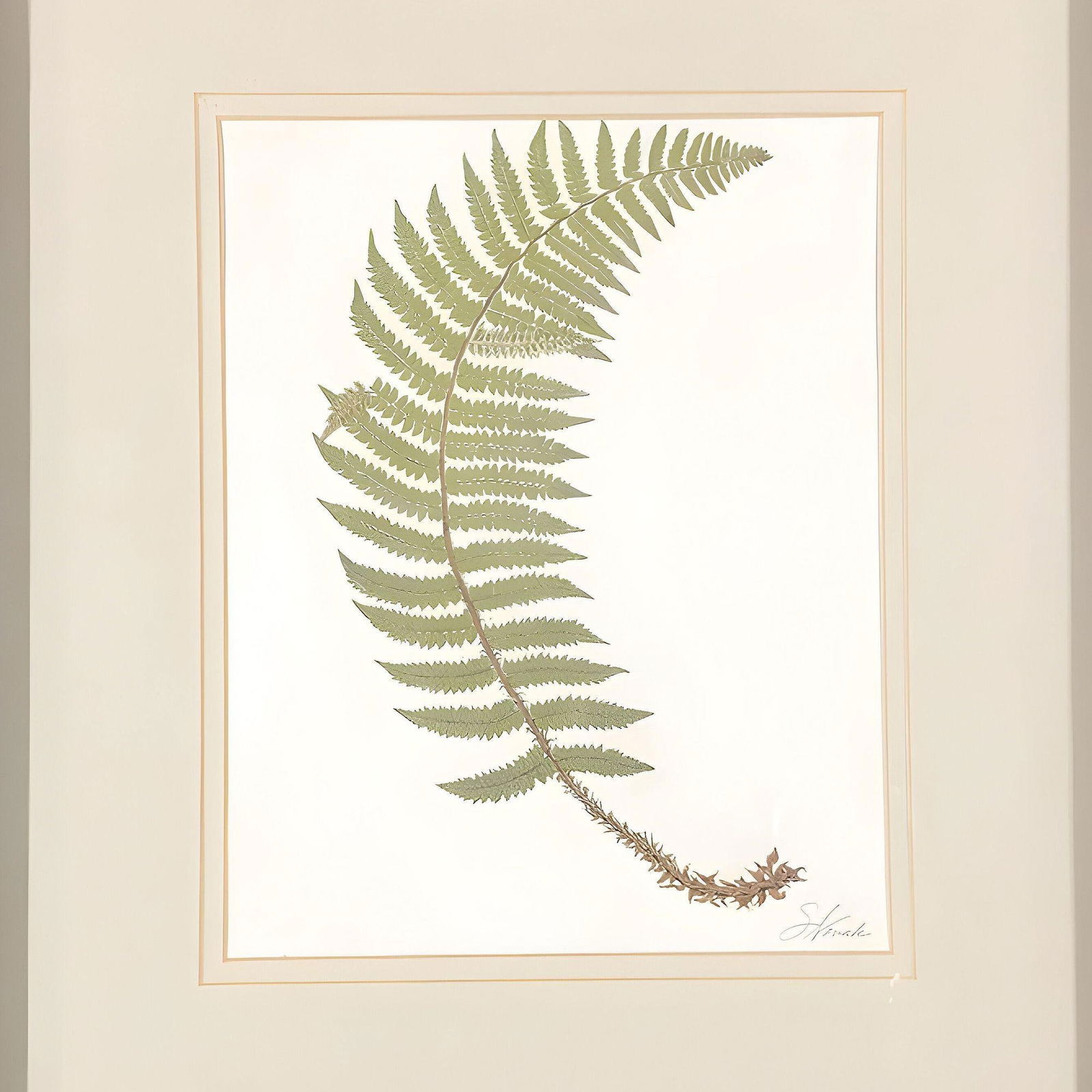 Victorian 1885 English Chromolithograph Fern Pair, Framed - 4