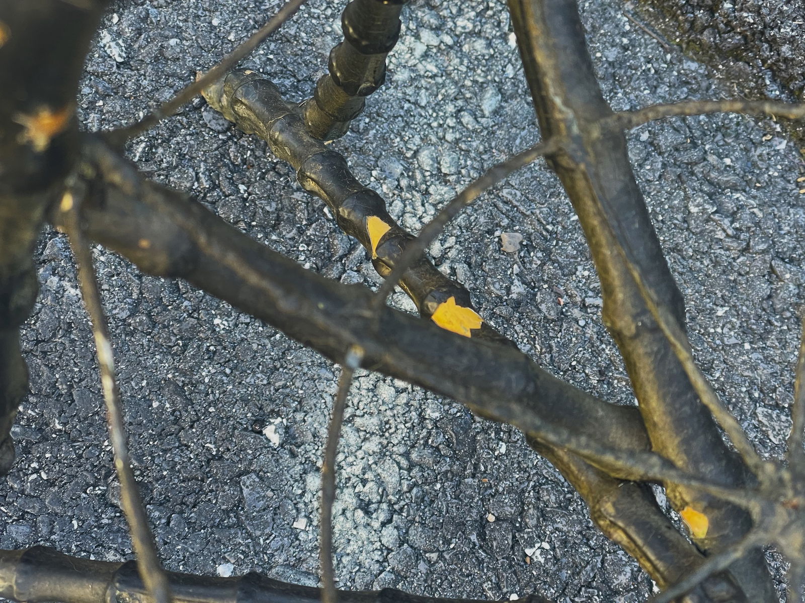 Late 19th Century Gothic Shaped Bamboo Tiered Plant Stand W/Wire Spider Web Holders Painted Black - 16