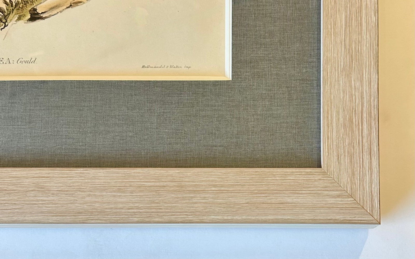 Grey Heron Original Print Framed by Gould, Circa 1840 - 2