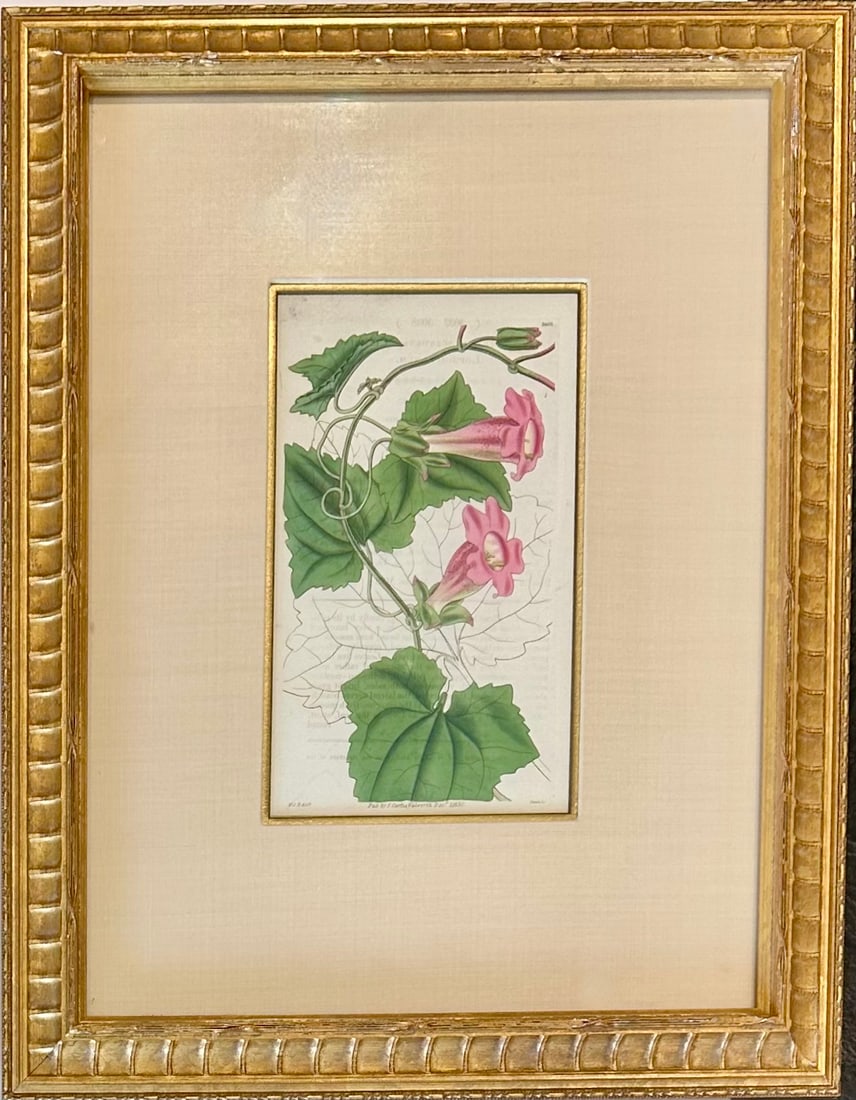 Botanicals: Trillion, Oleander, Snapdragon, Original by by William Curtis, 1803 (Set/4) - 2